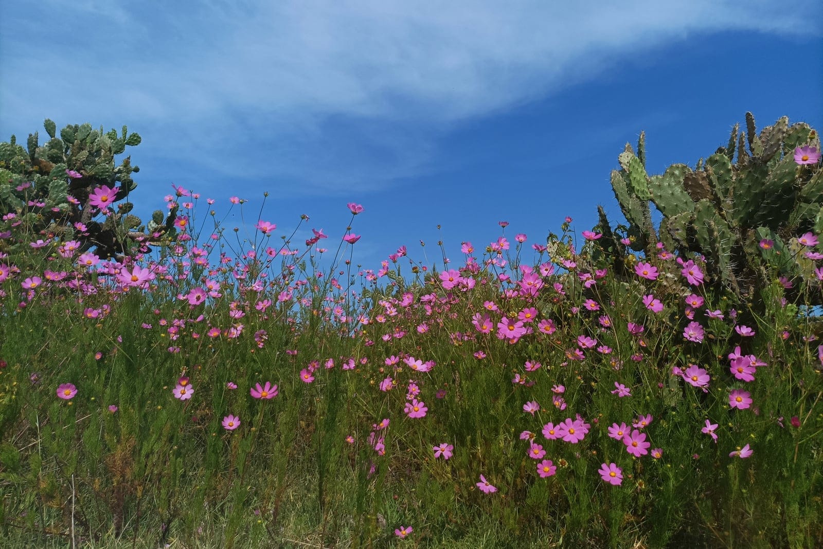Cosmos (Cosmos bipinnatus) as a loose drift in full bloom, showing the tall, airy, branching habit topped with pink daisy-like flowers on slender stems above feathery foliage.