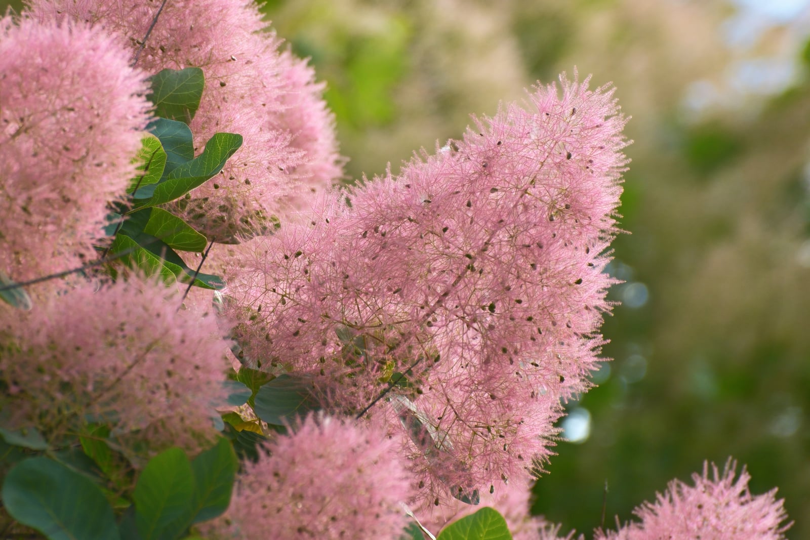 Smoke tree in summer: fluffy pink plumes of fine, hairy flower stalks dotted with small dark fruits, among rounded bluish-green leaves.
