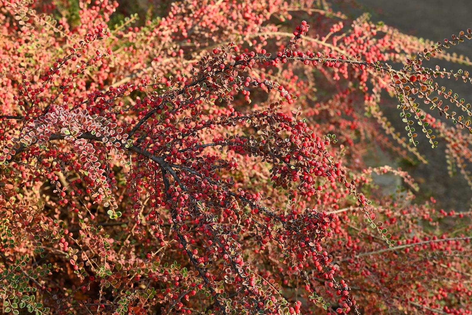 Cotoneaster horizontalis showing herringbone branching laden with red berries in late autumn at the Berlin-Dahlem Botanical Garden