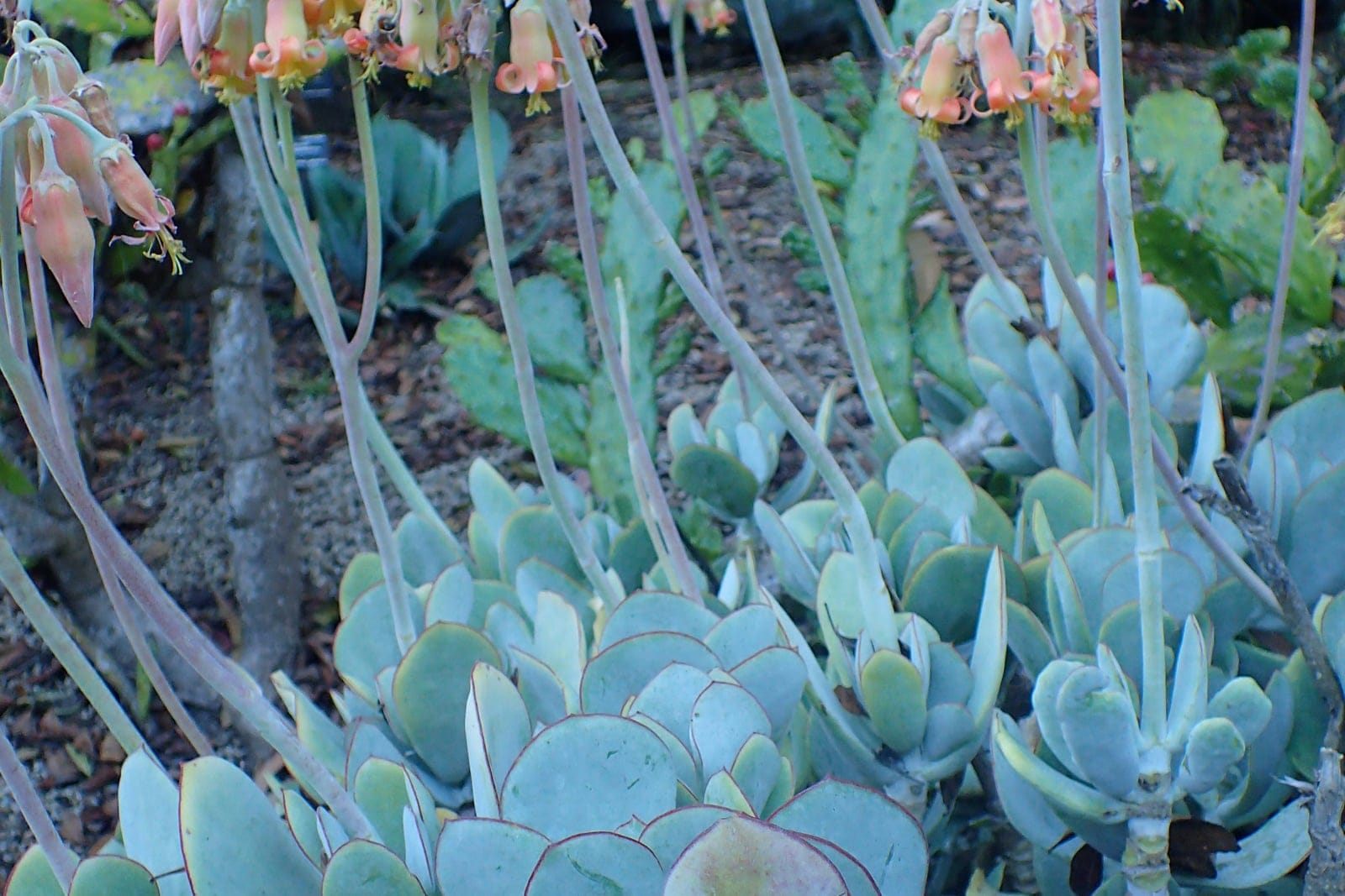 Pig's ear (Cotyledon orbiculata) - thick, rounded paddle-shaped grey-white/blue-green succulent leaves coated in a chalky waxy bloom with red-tinged margins, compact rounded succulent shrublet habit (clustered rosettes forming a low shrub), tall slender stalks bearing clusters of nodding, orange-red, bell-shaped (tubular) flowers.