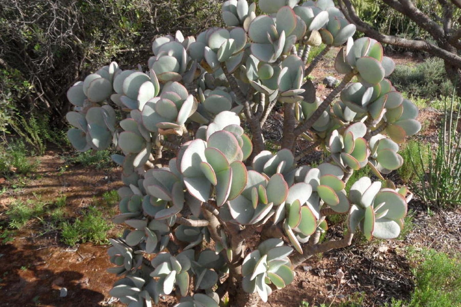 Silver jade plant (Crassula arborescens) - rounded, multi-stemmed succulent shrub habit on a thick woody trunk, near-circular, fleshy, silvery-grey-green leaves, distinct red/maroon margins edging the leaves.