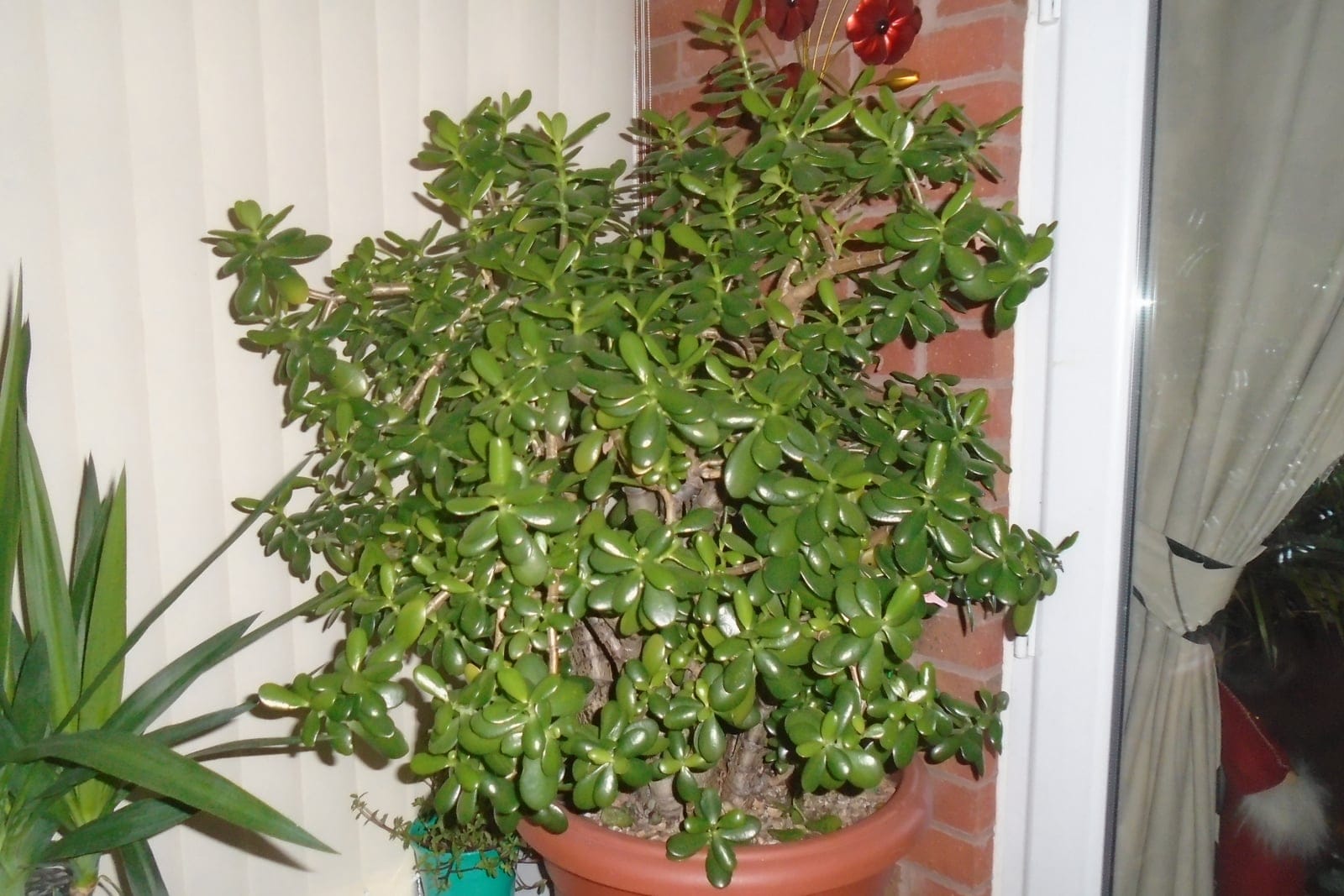 Jade plant (Crassula ovata) as a mature ~40-year-old potted plant, showing the tree-like habit: a stout branching trunk topped by a dense rounded crown of glossy oval succulent leaves.