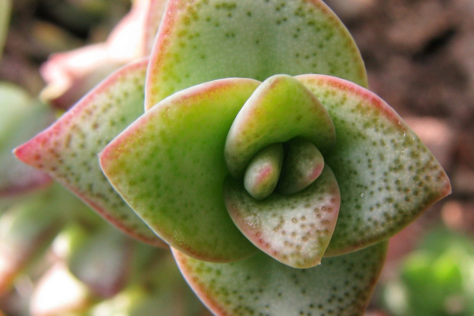 Crassula perforata (String of buttons) - upright stems with stacked, perfoliate triangular succulent leaves in pale grey-green, cultivated at Wroclaw University Botanical Garden.