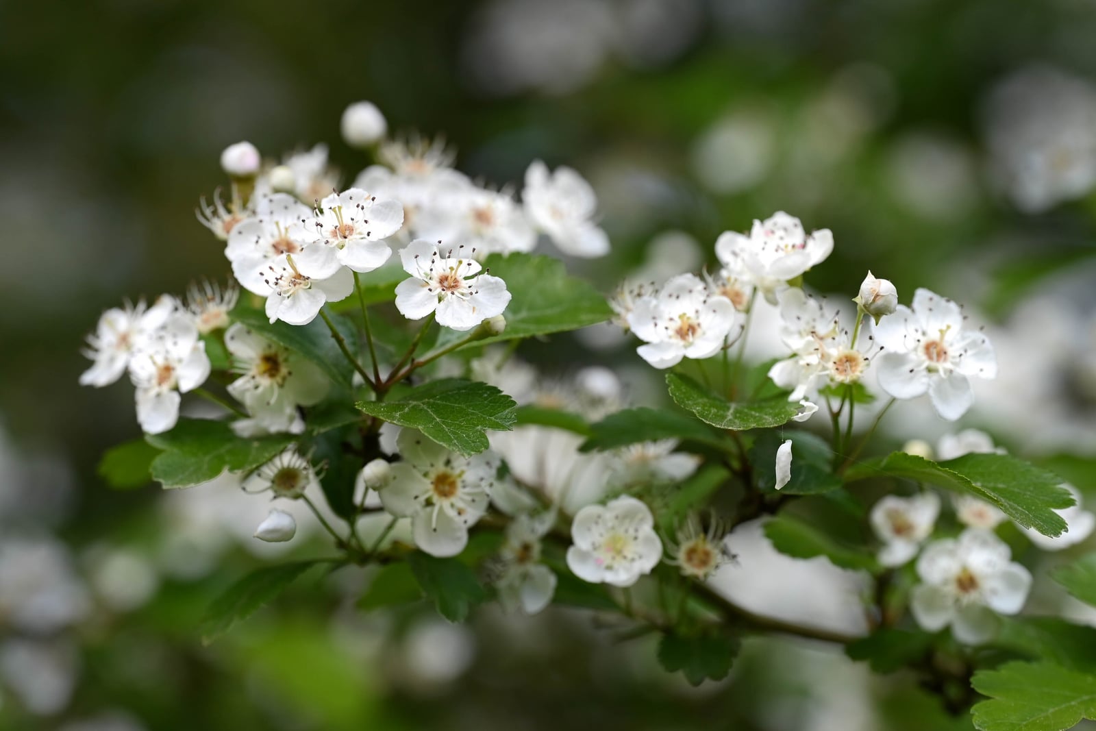 Rameau d'aubépine à deux styles (Crataegus laevigata) en fleur à la fin du printemps, couvert de grappes lâches de fleurs blanches à cinq pétales parmi des feuilles lobées vert foncé.