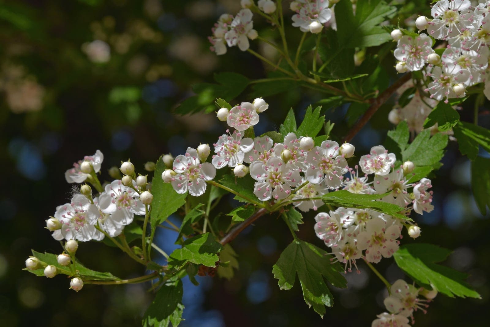 Common hawthorn (Crataegus monogyna) covered in white blossom in late spring