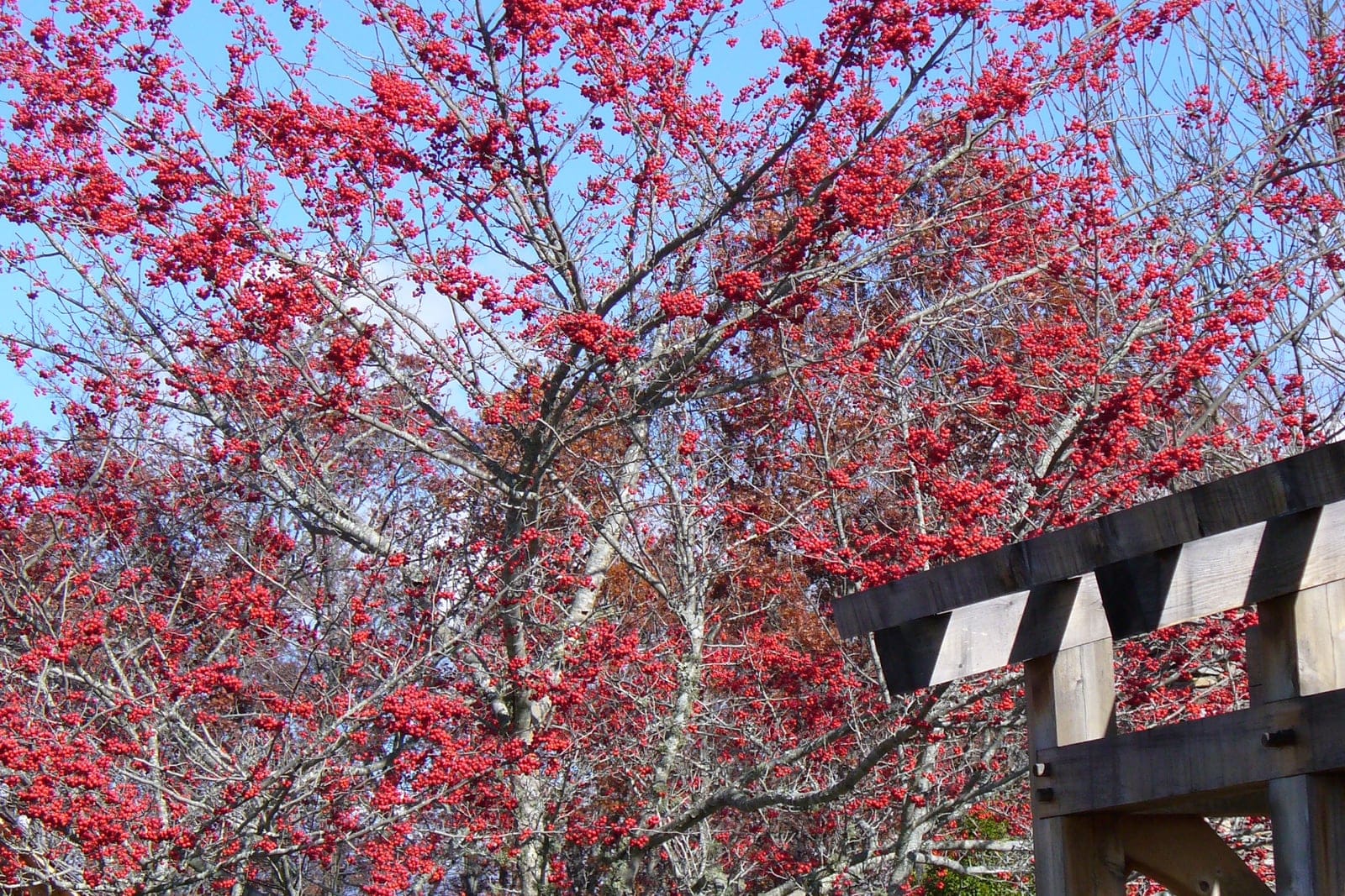 Aubépine verte (Crataegus viridis 'Winter King') sous la forme d'un arbre entier dans un jardin botanique, montrant la couronne large, étalée et en forme de vase, et les rameaux argentés encore chargés de fruits rouges persistants.