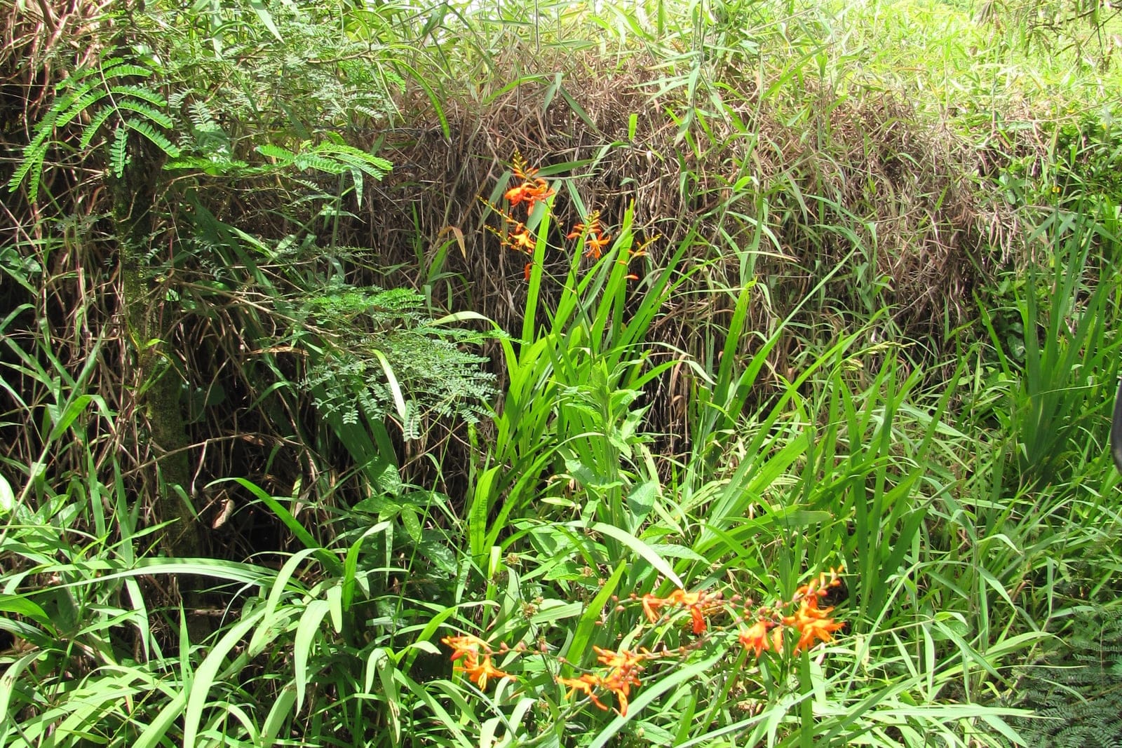 A clump of Crocosmia × crocosmiiflora (montbretia) with arching sword-shaped green leaves and wiry stems bearing one-sided sprays of small deep-orange funnel-shaped flowers.
