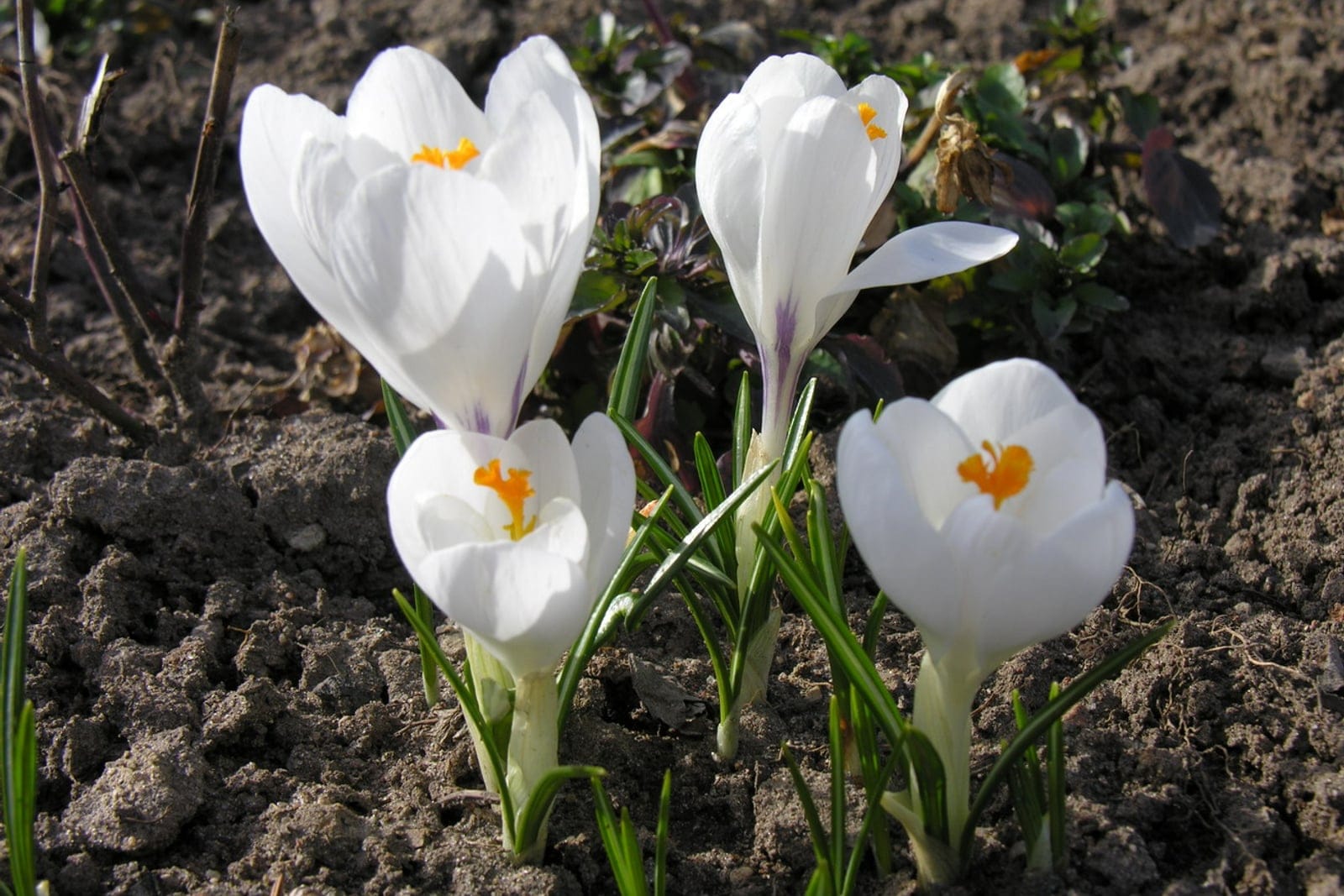 Croco-holandês (Crocus vernus) mostrando flores brancas em forma de taça com seis tépalas, estames amarelo-alaranjados vivos e folhas graminiformes com nervura central branca emergindo do solo nu.