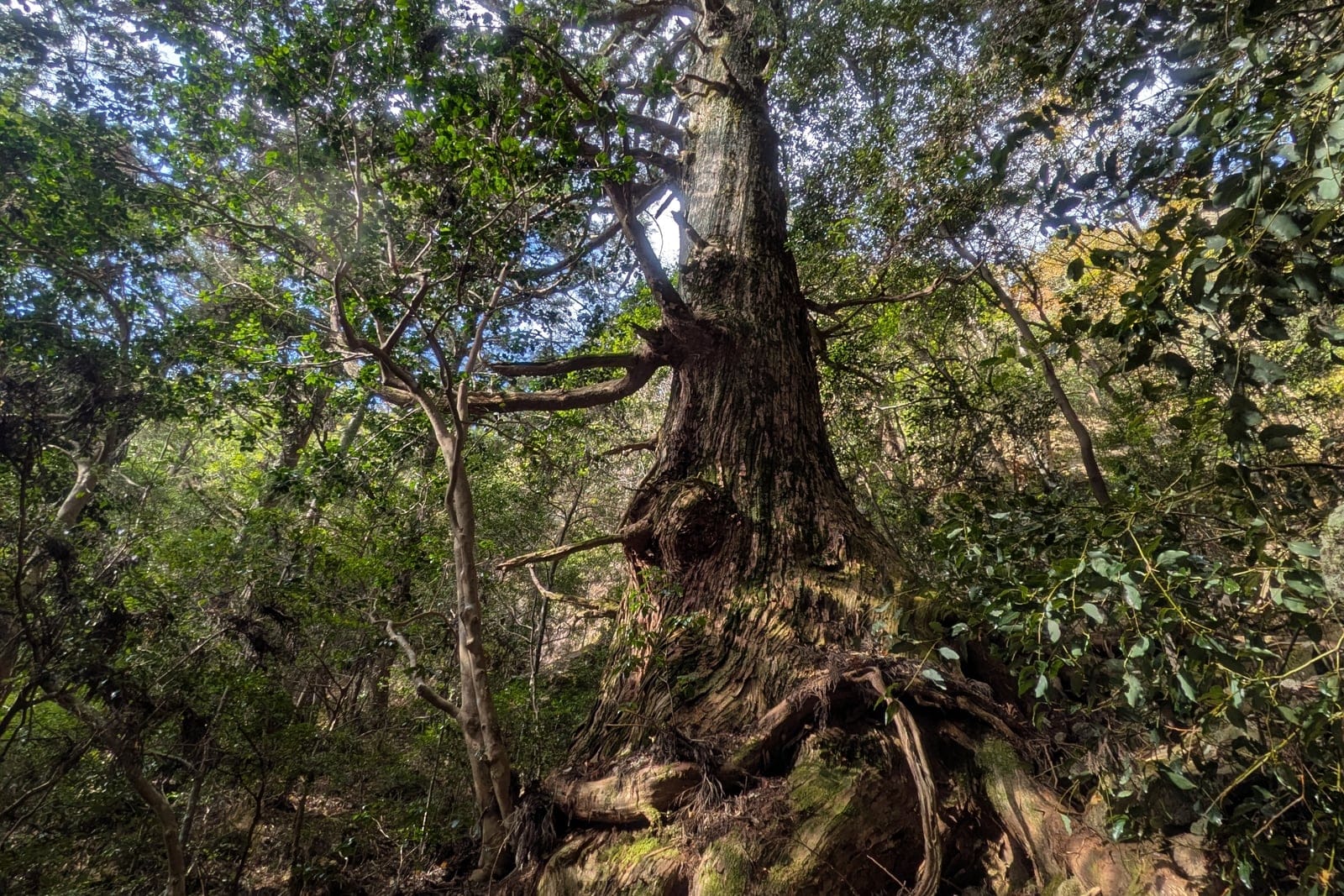 Large ancient Japanese cedar (Cryptomeria japonica) specimen growing on Mount Horaiji, Aichi Prefecture, Japan, showing the species' characteristic tall columnar habit and reddish-brown fibrous bark
