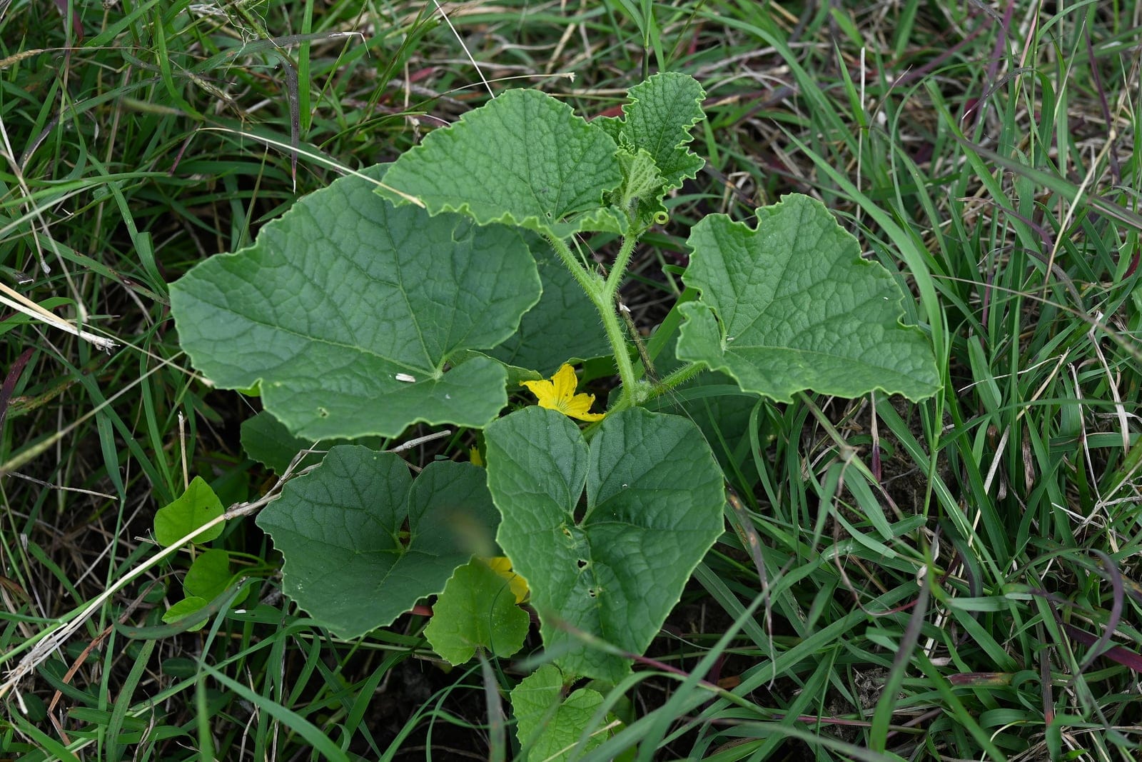 Cantaloupe (Cucumis melo) as a young plant trailing across the ground, showing the sprawling vining habit, rounded leaves, tendrils, and a single yellow flower.