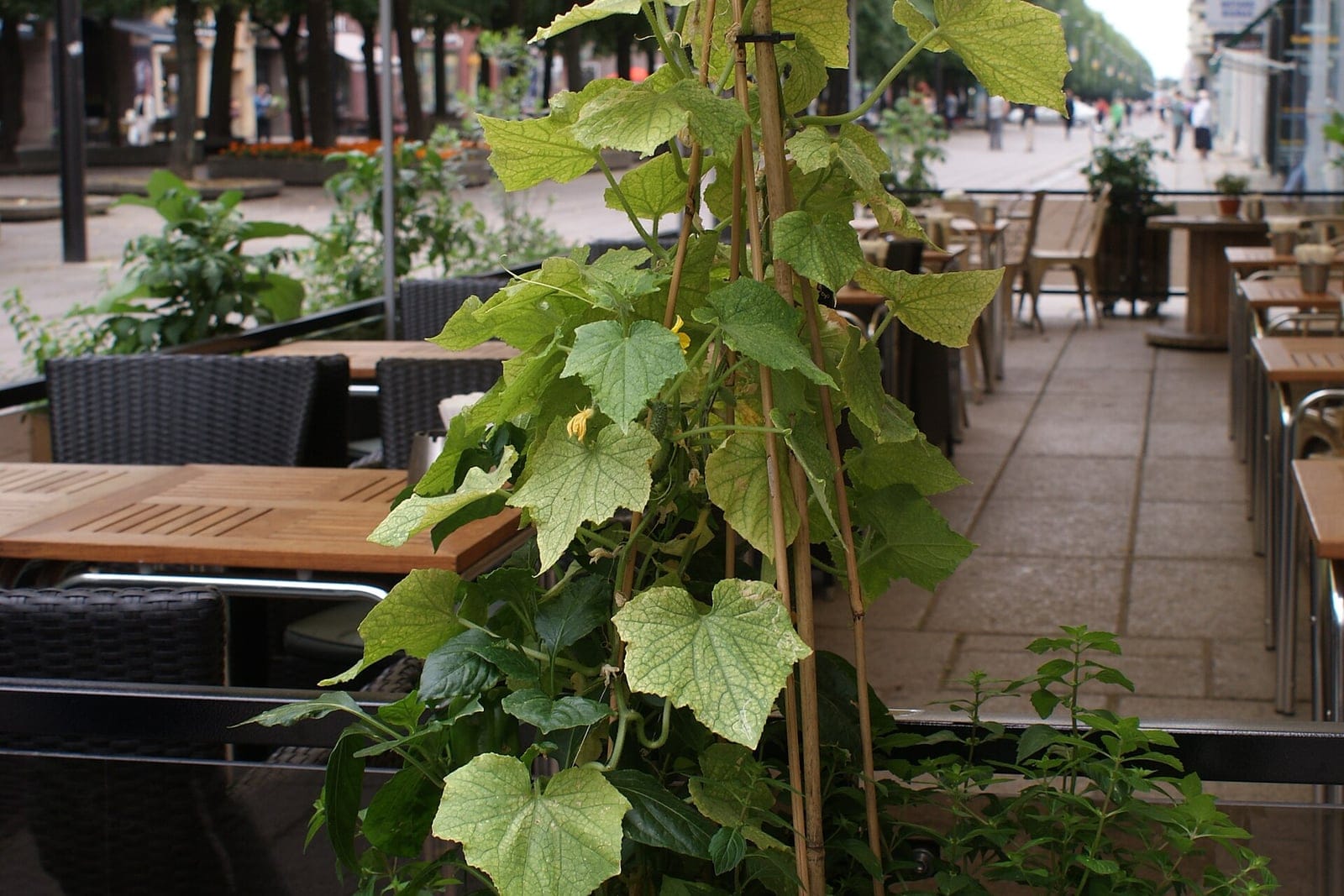 Cucumber (Cucumis sativus) as a whole vine trained up bamboo canes in a planter, showing the climbing herbaceous habit with large lobed leaves.