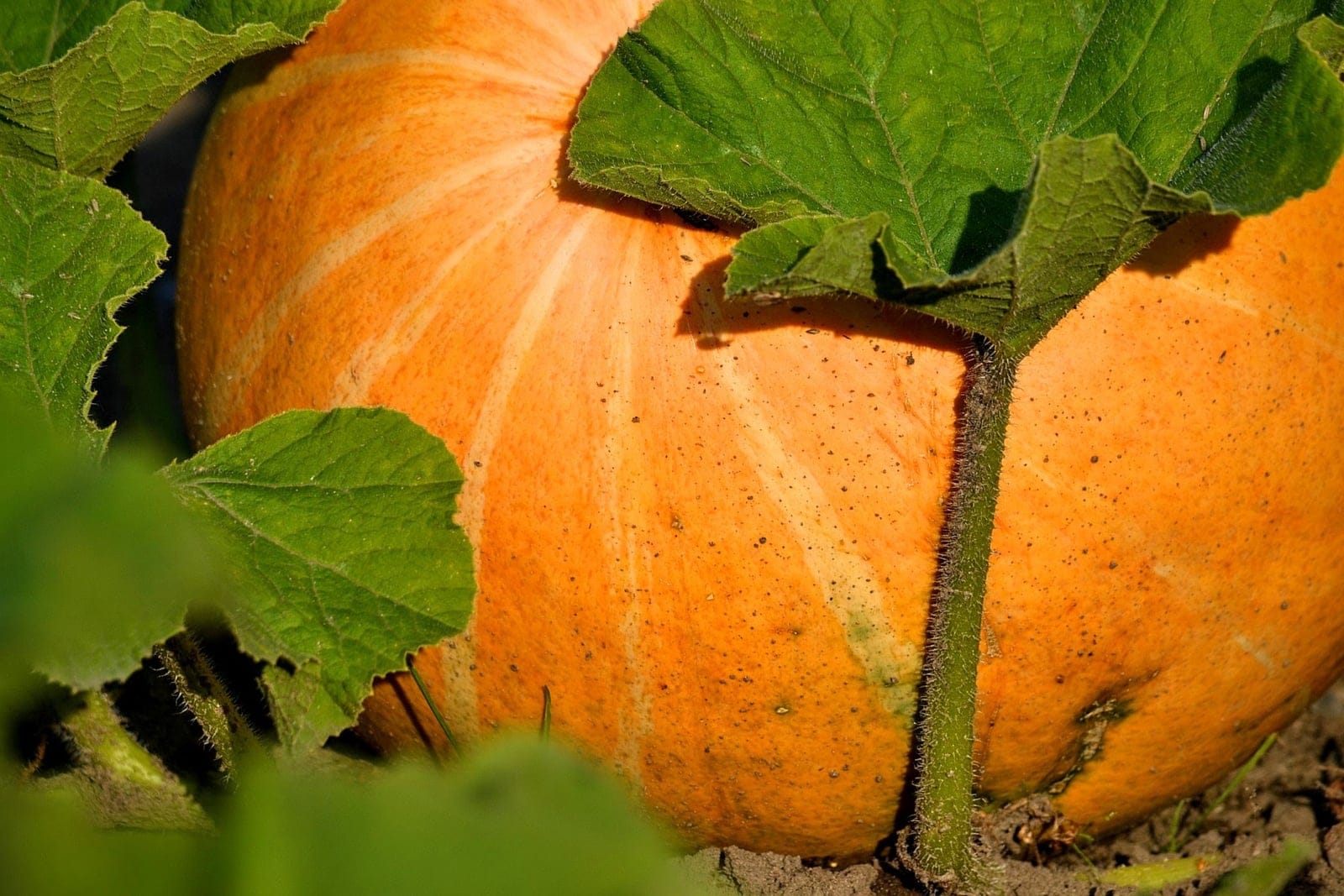 Ripe orange ribbed pumpkin (Cucurbita pepo) resting on the ground among large lobed green leaves, attached to a thick prickly stem.