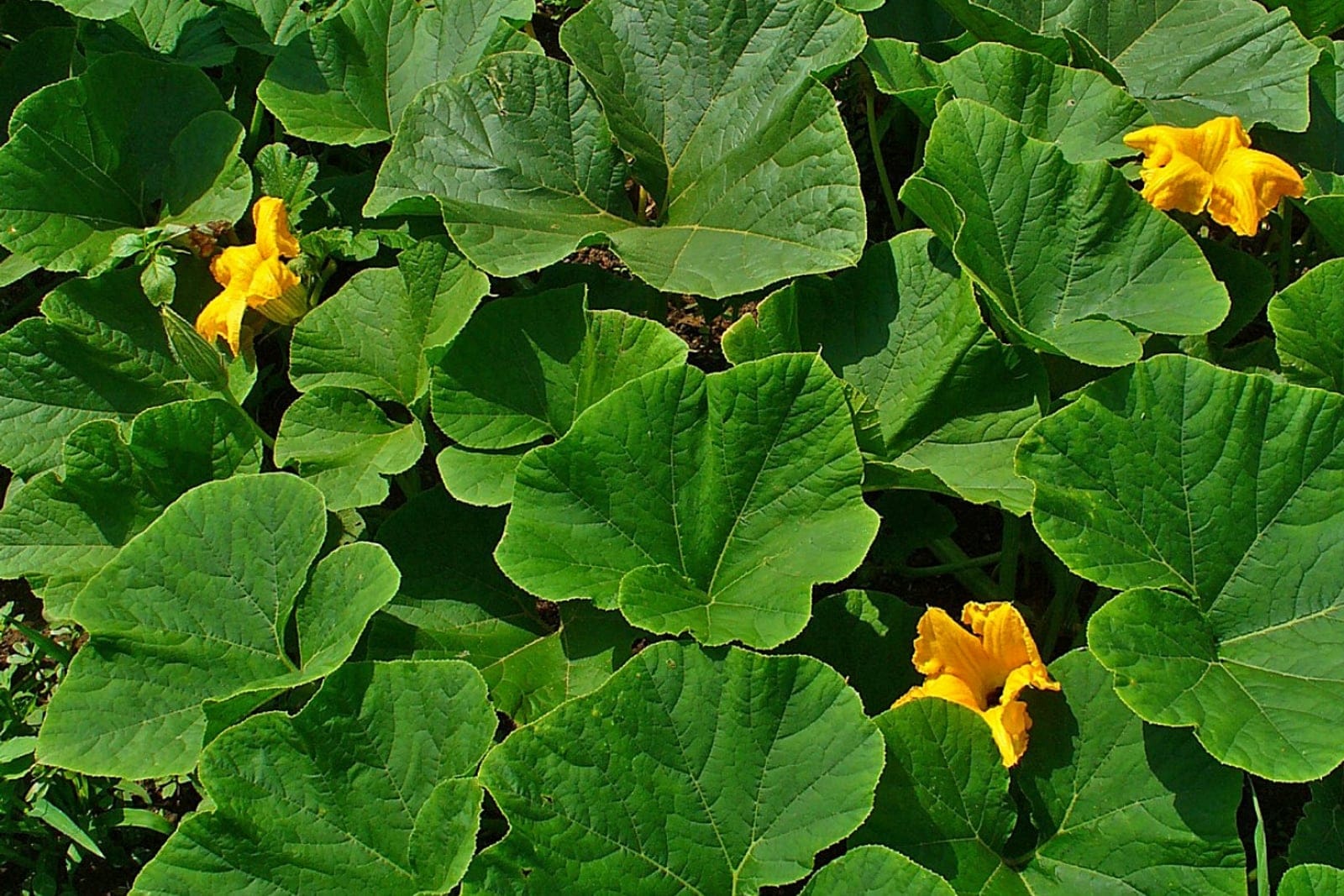 Cucurbita pepo (zucchini) showing mature green elongated fruit on the plant.