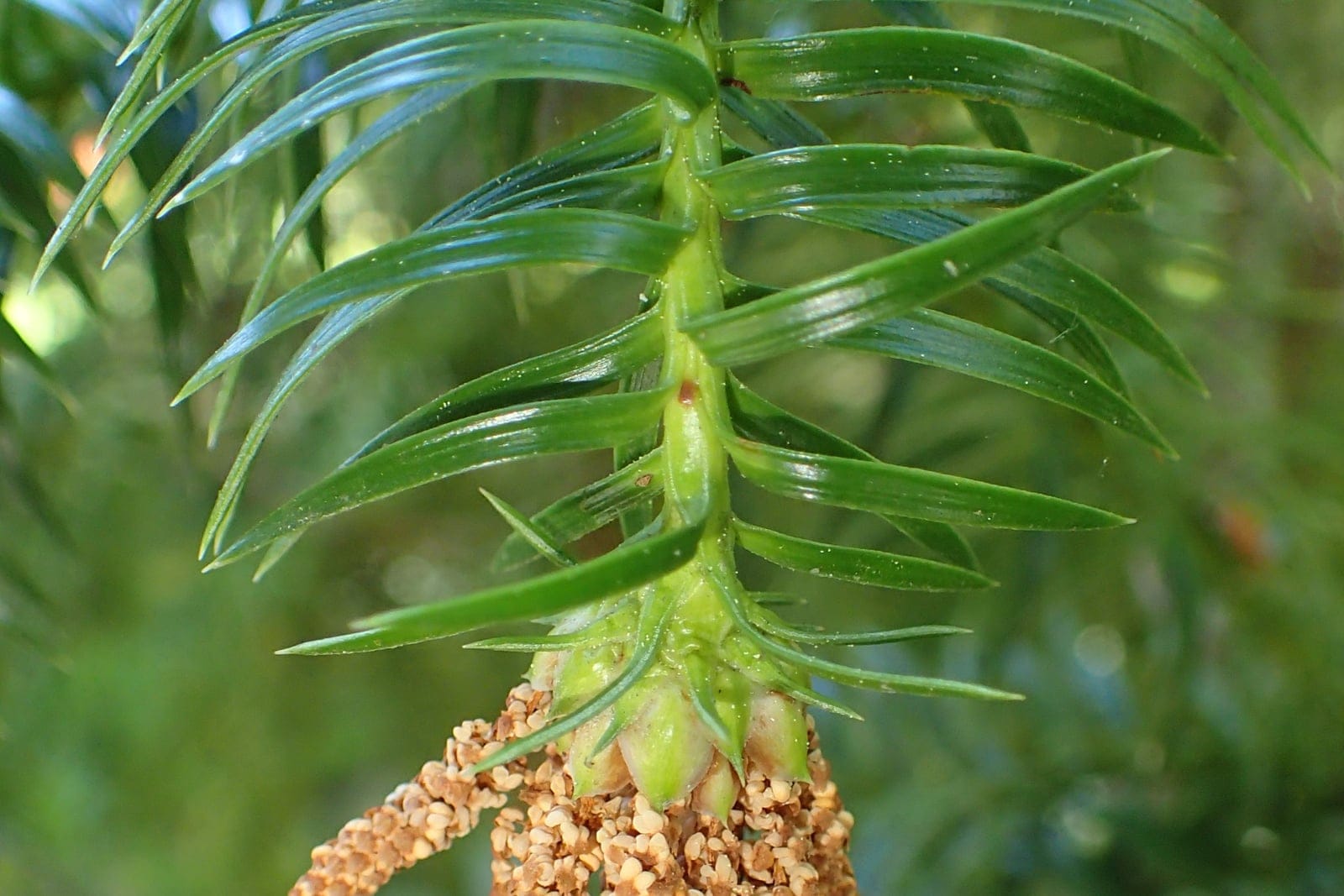 Cunninghamia lanceolata foliage and branching detail showing lance-shaped needles, Przelewice Dendrological Garden, Poland