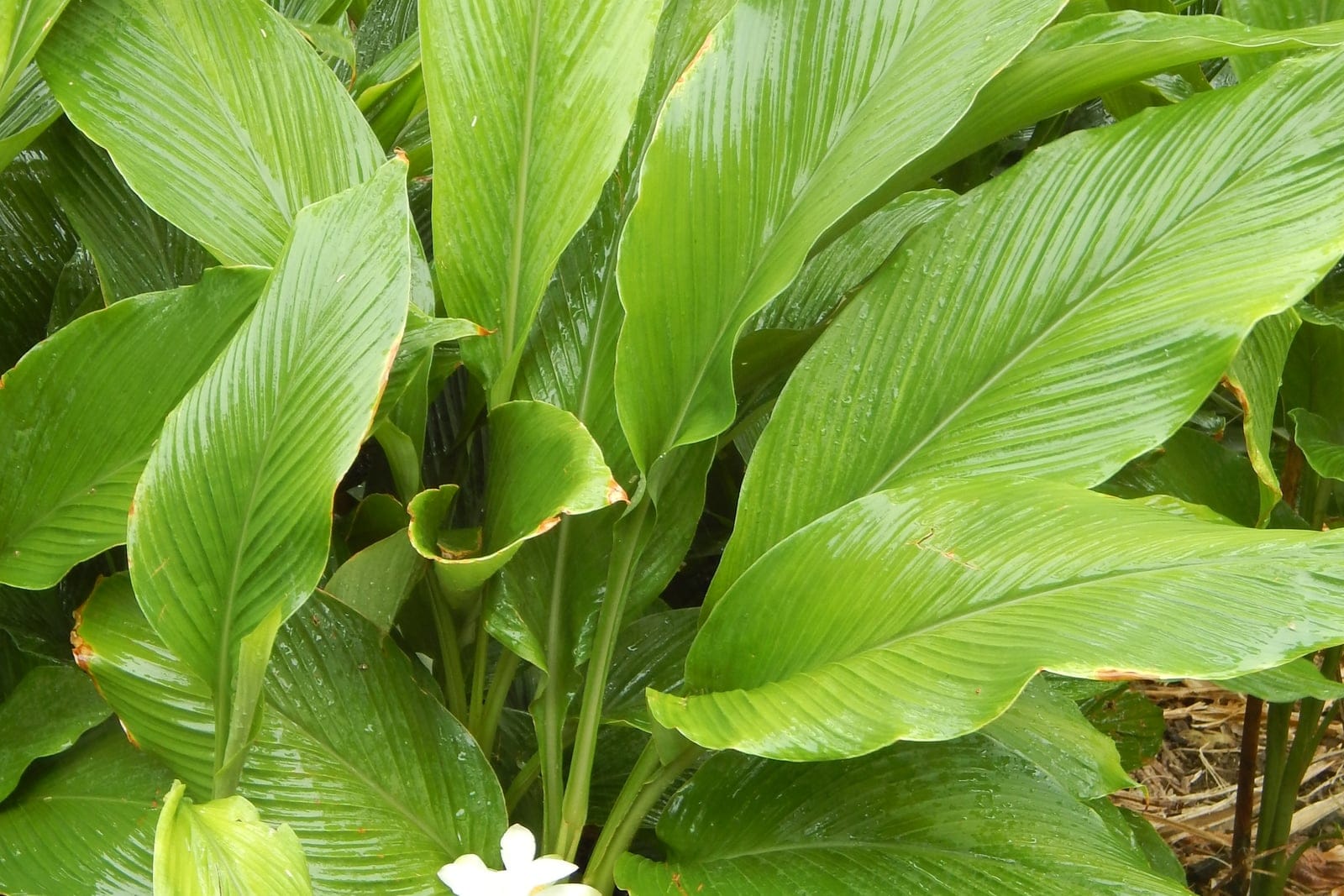 Mature Curcuma longa (turmeric) clump in flower, with upright fans of large oblong pinnate-veined leaves and a white-bracted inflorescence emerging at the base.