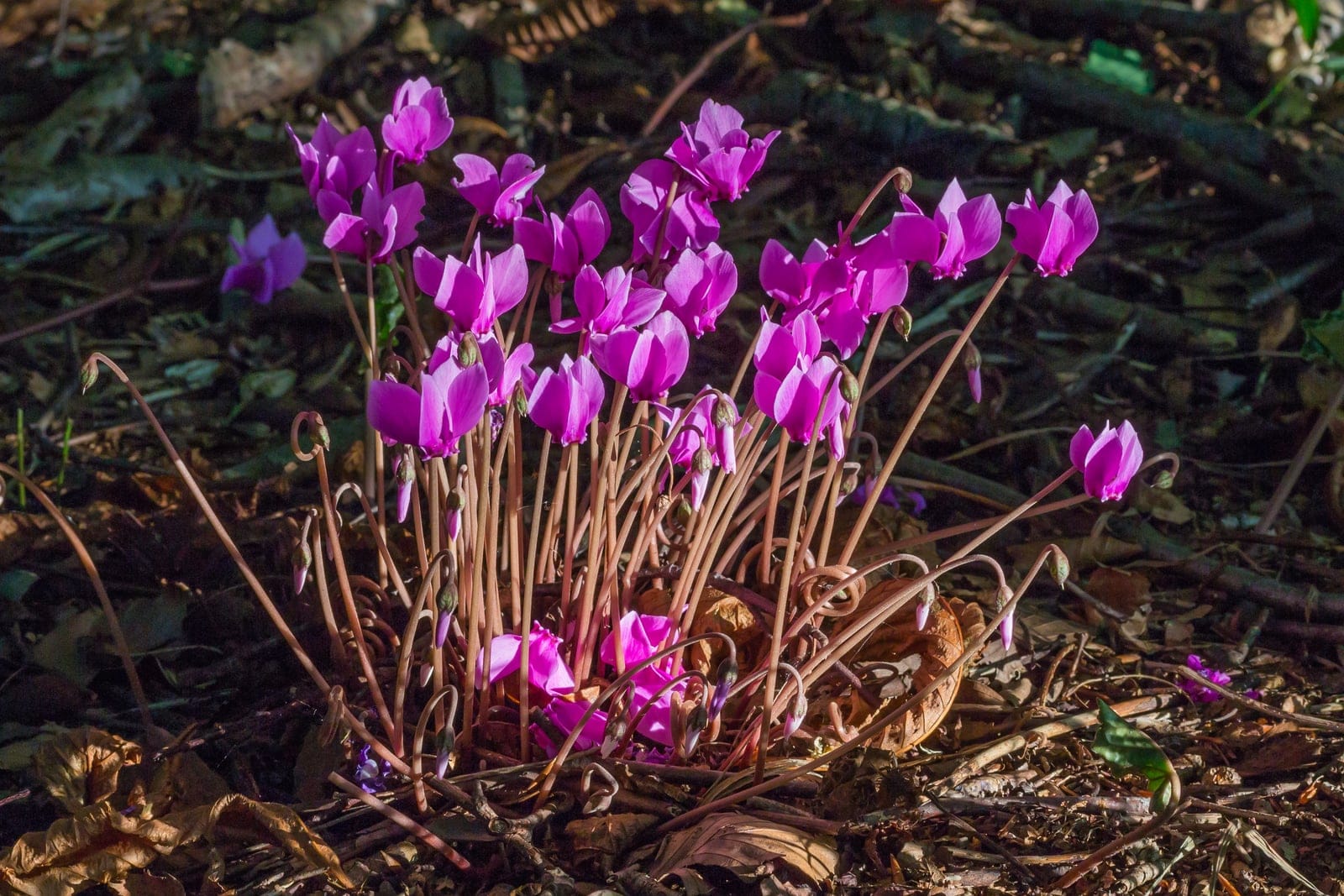 Ciclâmen-de-folhas-de-hera (Cyclamen hederifolium) - flores rosa-magenta com pétalas fortemente reflexas (voltadas para trás), pedúnculos florais delgados e rosados erguendo-se sem folhas de um tubérculo central (floração de outono antes das folhas), hábito entouceirado formando manchas no chão sombreado de uma mata.
