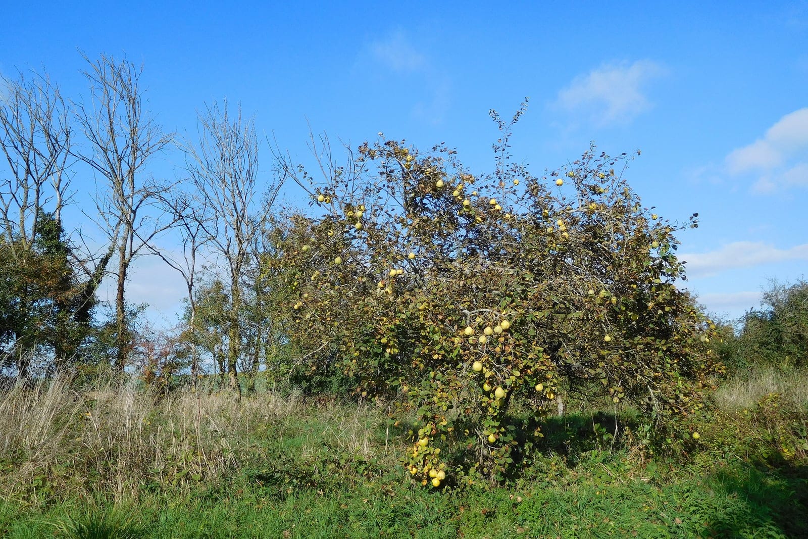 Quince (Cydonia oblonga) shown as a whole tree - a low, broad, twisting crown laden with golden-yellow pomes against open sky.