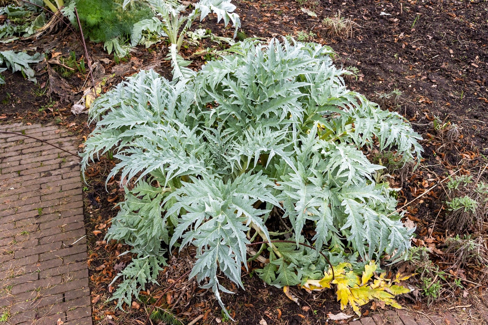 Globe artichoke (Cynara scolymus) as a whole mature clump, forming a broad fountain of silvery-grey, deeply lobed, arching leaves in a garden bed.