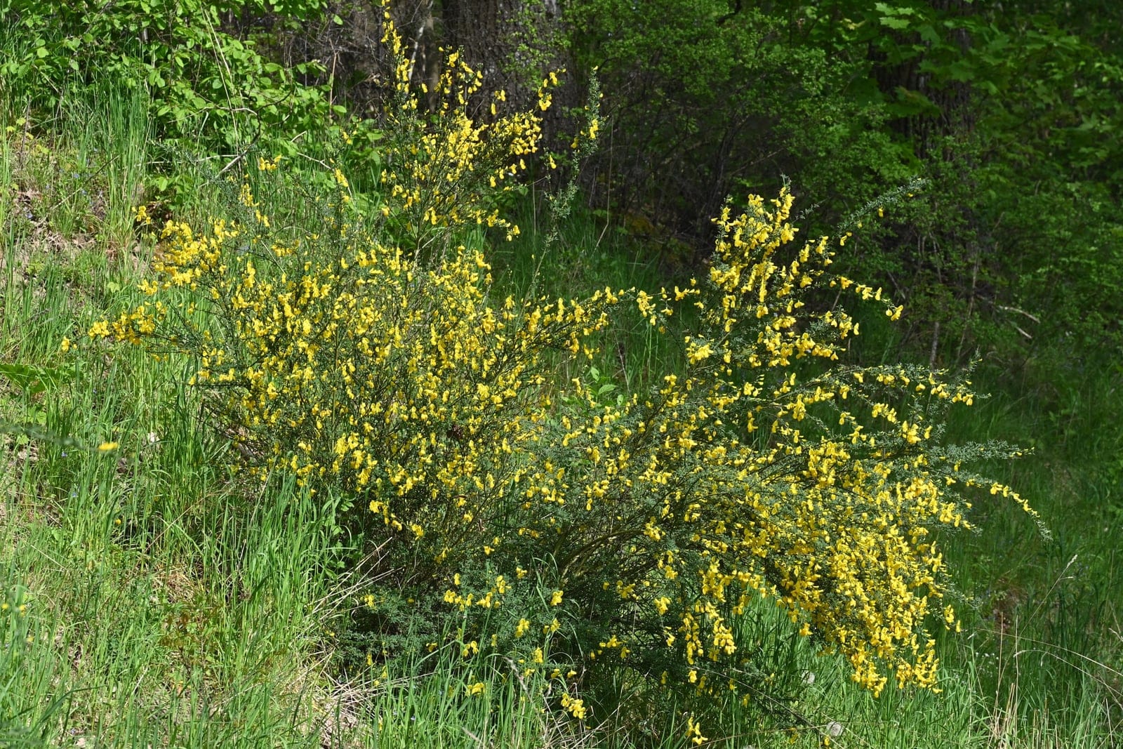 Scotch broom (Cytisus scoparius) in full flower - arching green-ribbed stems densely covered in bright golden-yellow pea-flowers, photographed in natural light against an open background in NW Poland.
