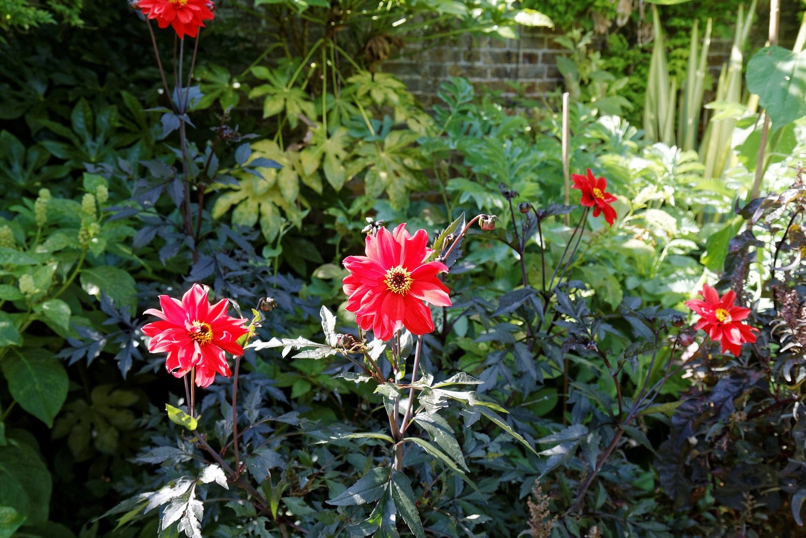 Whole 'Bishop of Llandaff' dahlia plant in a garden border, its scarlet single-form blooms held on upright stems above the cultivar's diagnostic dark bronze-purple divided foliage.