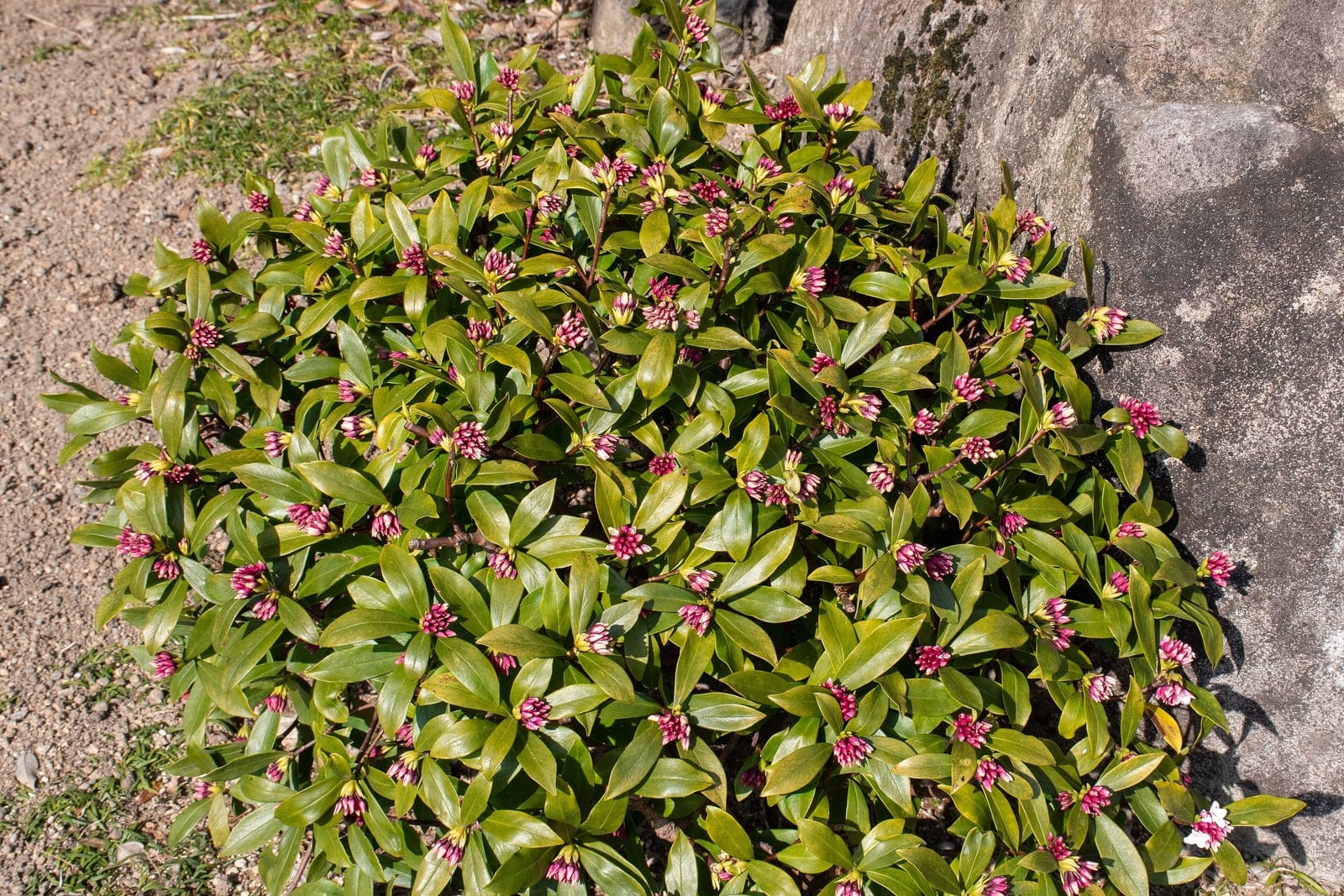 Winter daphne (Daphne odora) in bloom at Mizunomori Water Botanical Garden, Japan: dense terminal clusters of rose-pink and white flowers on an evergreen shrub with glossy dark-green leaves.