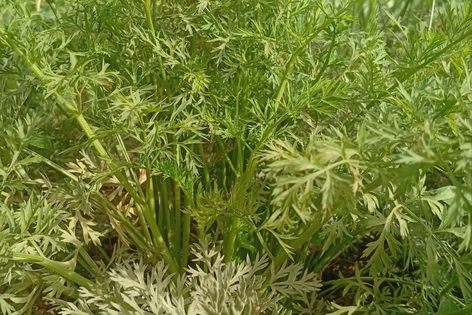 Carotte (Daucus carota subsp. sativus) : une plante entière poussant en terre, une rosette dressée de feuillage tripenné finement découpé, semblable à celui d'une fougère, au-dessus de la racine pivotante orange enfouie.