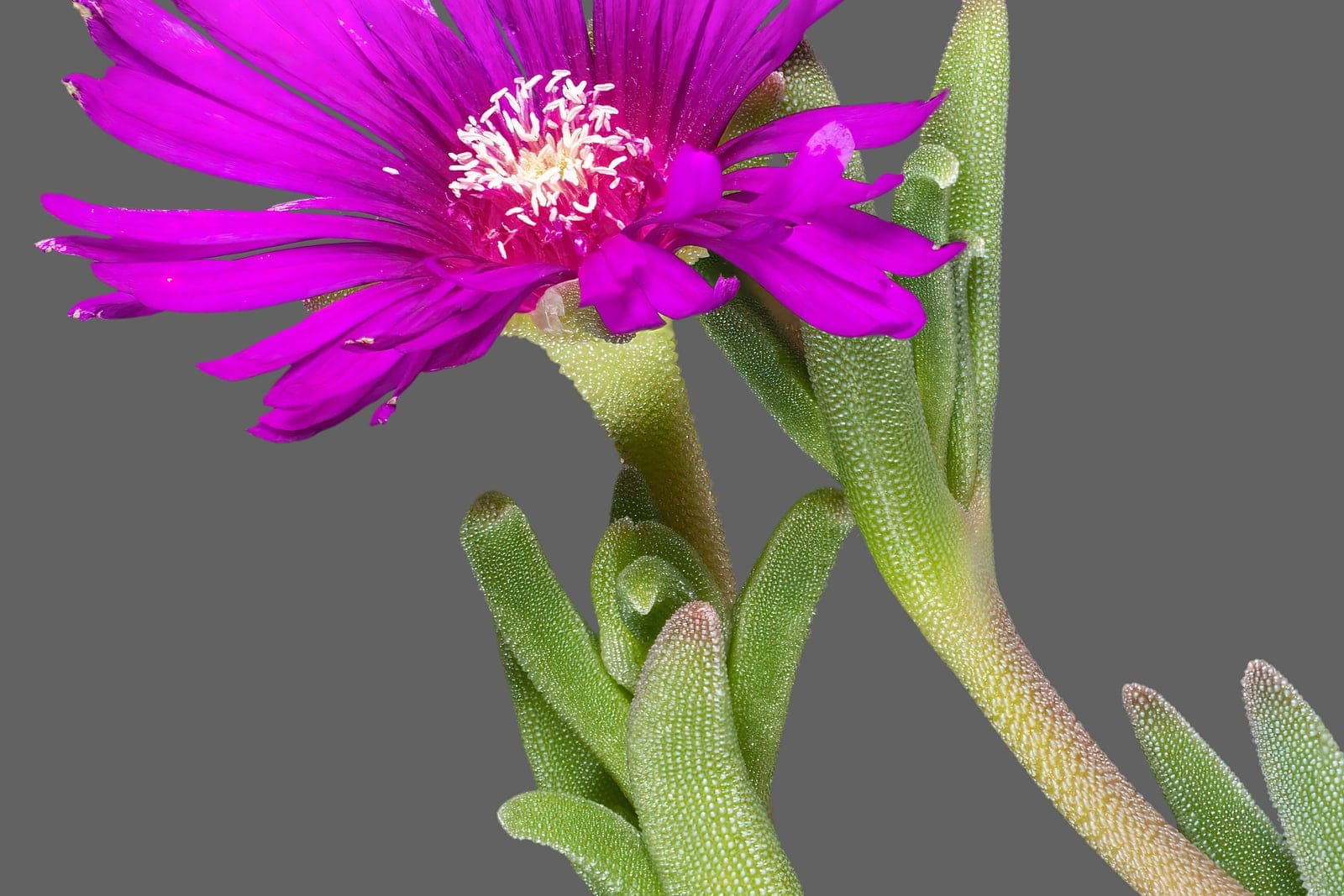 Close-up of Delosperma cooperi showing magenta daisy-like flowers and fleshy succulent leaves