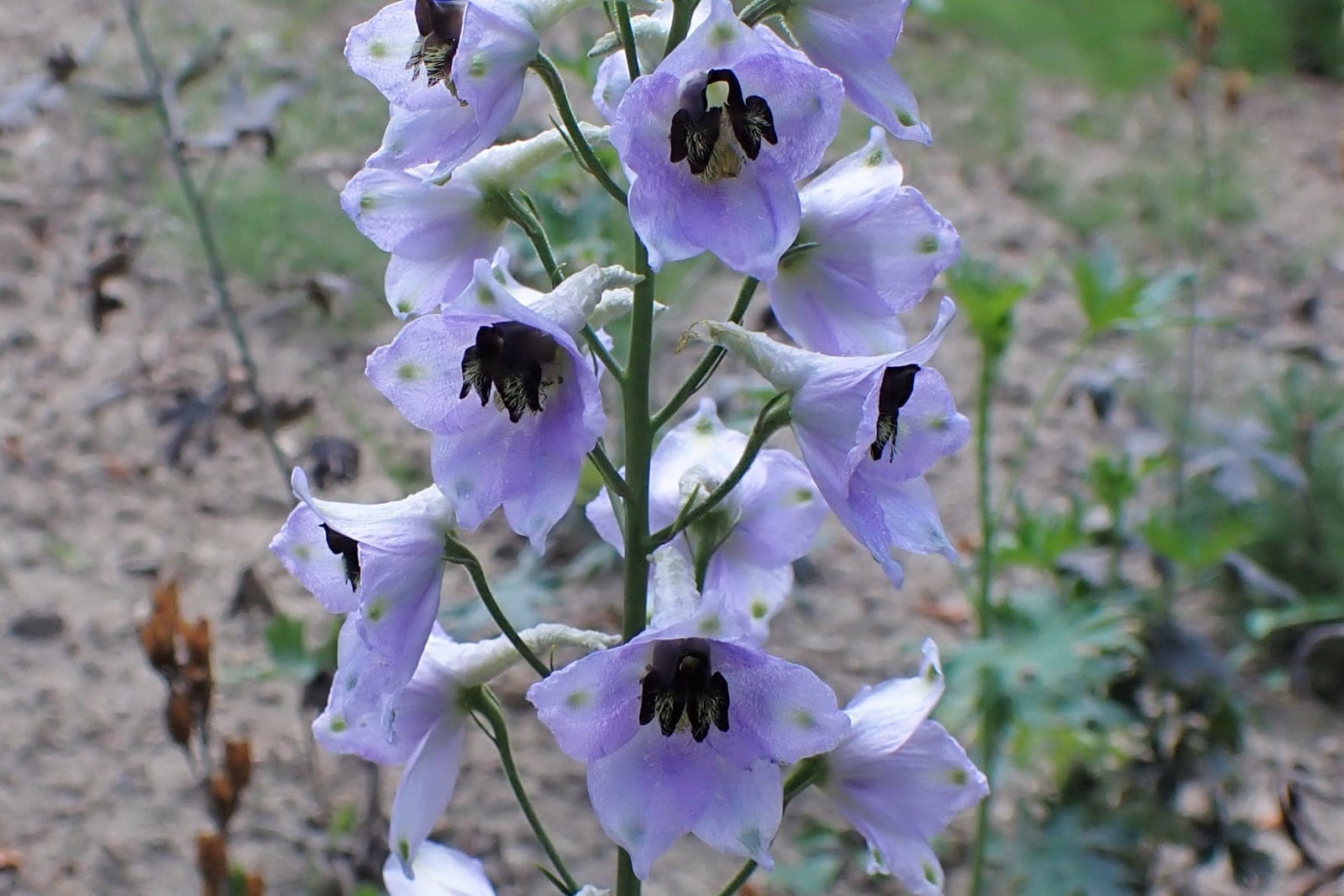 Candle larkspur (Delphinium elatum) - tall, densely packed spire (raceme) of spurred flowers in classic pale blue-lavender, contrasting dark central 'bee' cluster at the heart of each open bloom, deeply palmate-lobed leaves visible at the base of the flowering stem.