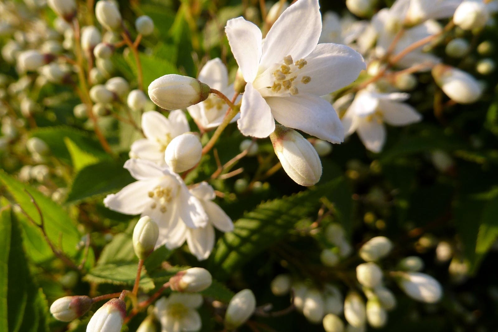 Deutzia grácil (Deutzia gracilis) - flores estrelladas de un blanco puro, con cinco pétalos, completamente abiertas y con estambres visibles de ápice amarillo, numerosos capullos florales blancos, delgados, alargados y colgantes agrupados a lo largo de la rama arqueada, hojas verdes lanceoladas con los márgenes finamente aserrados (dentados).