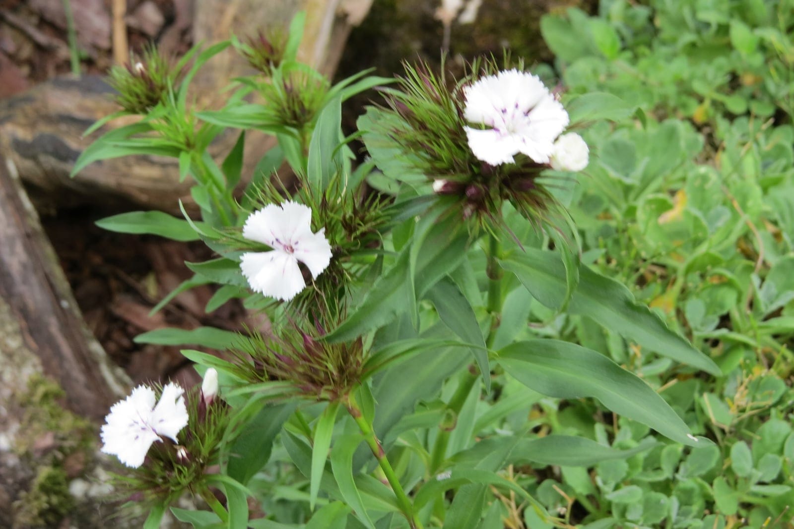 Cravo-do-poeta (Dianthus barbatus) em flor: inflorescências densas e arredondadas de flores pequenas, pentâmeras e frequentemente bicolores, vermelhas, rosadas e brancas, no alto de caules folhosos eretos.