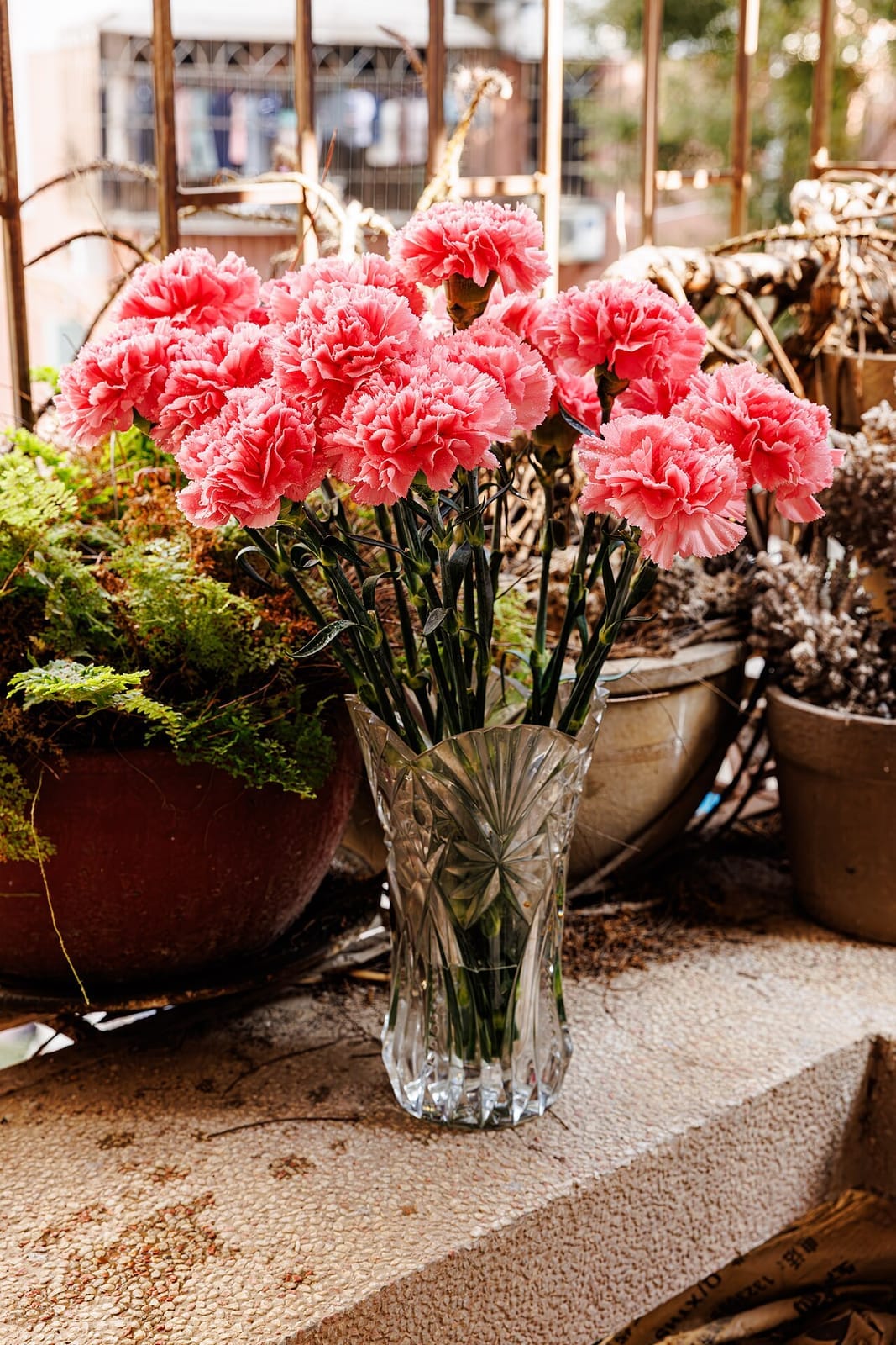 Carnation (Dianthus caryophyllus) - ruffled fringe-edged double flowers, clear pink coloring, slender blue-green stems, clustered carnation blooms.