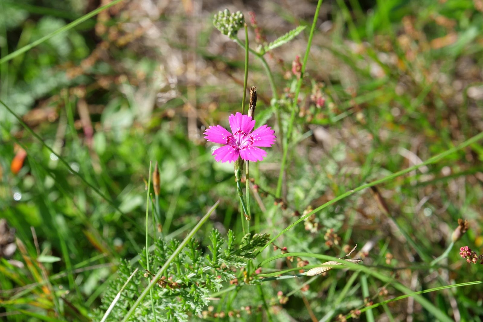 Œillet à delta (Dianthus deltoides) - une plante basse, lâchement cespiteuse, en fleur dans son habitat naturel de prairie, feuillage vert fin et graminiforme, et petites fleurs rose vif à cinq pétales, au sommet des pétales denté, dispersées sur de fines tiges au-dessus du tapis.