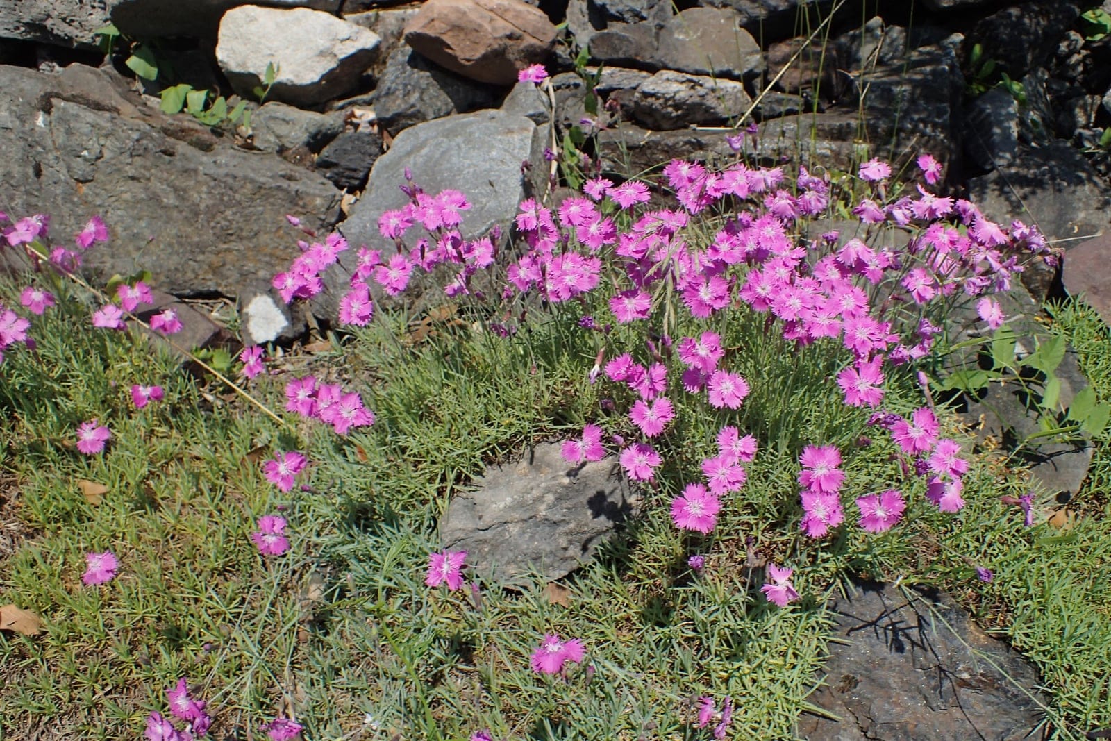 Cheddar pink (Dianthus gratianopolitanus) in flower, showing dense mat of blue-grey foliage with fringed rose-pink blooms