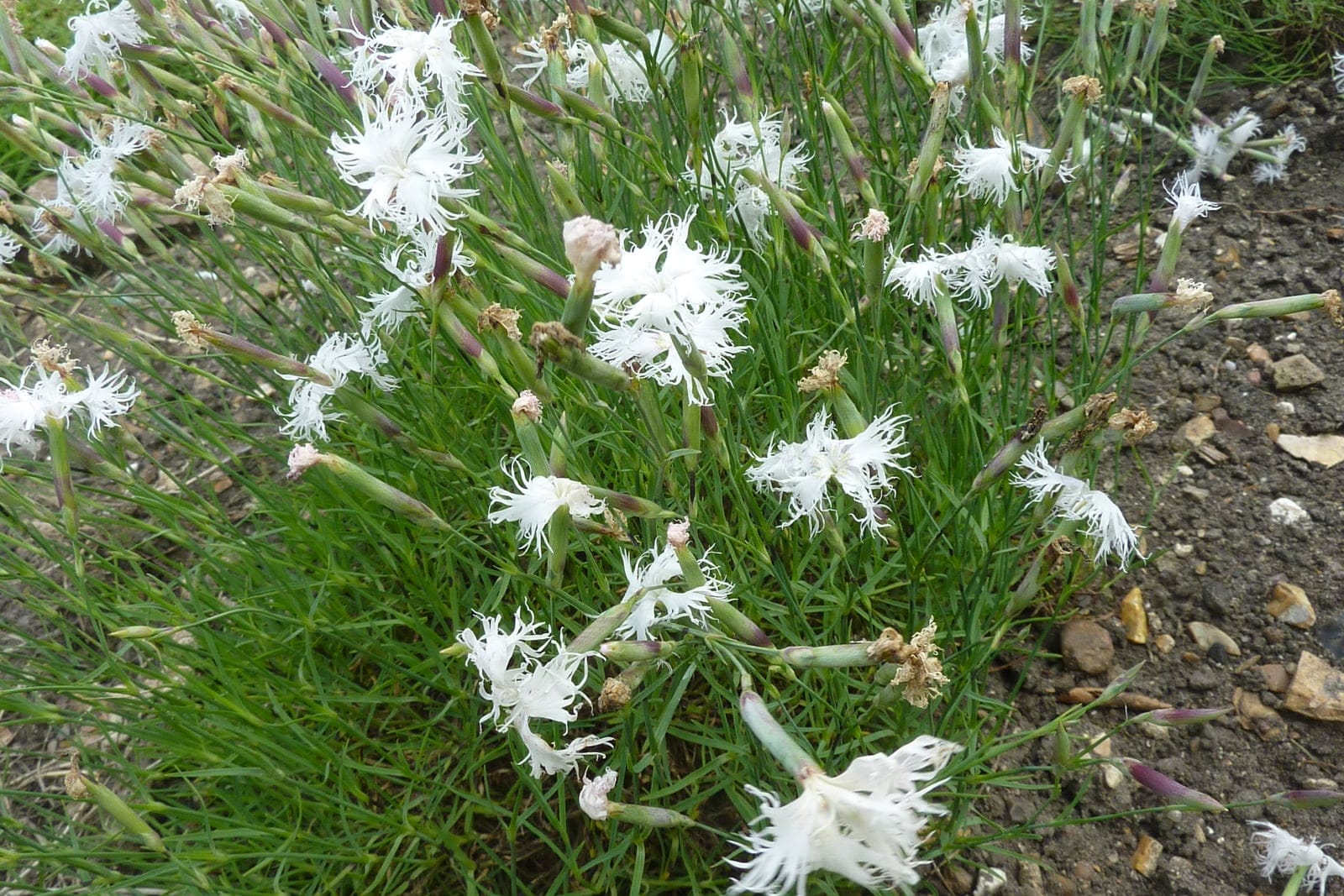 Cottage pink (Dianthus plumarius) - low, mat-forming/mounding clump (cushion habit) of a single plant in a garden border, narrow, grassy, blue-grey glaucous foliage forming the dense mound, white, deeply fringed (feather-edged) flowers held on slender stems above the foliage.