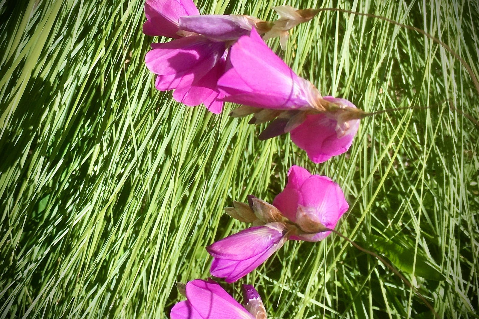 Arching wiry stems of Dierama pulcherrimum hung with pendulous rosy-pink bell-shaped flowers above a grassy clump of narrow leaves in a garden.