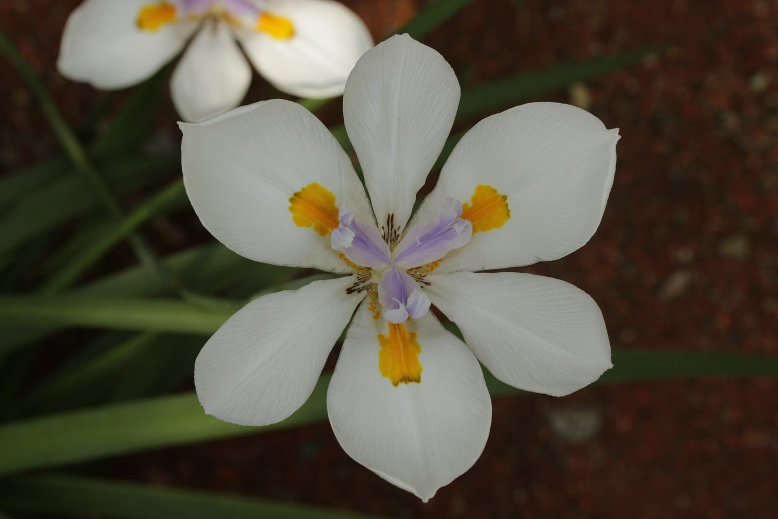Large wild iris (Dietes grandiflora) - white iris-like flower with three broad outer tepals each bearing a bright yellow nectar-guide blotch, pale violet/mauve petaloid style crests arching over the central column with feathery filaments, strappy green sword-shaped leaves and a second flower in frame (repeated-flush habit).
