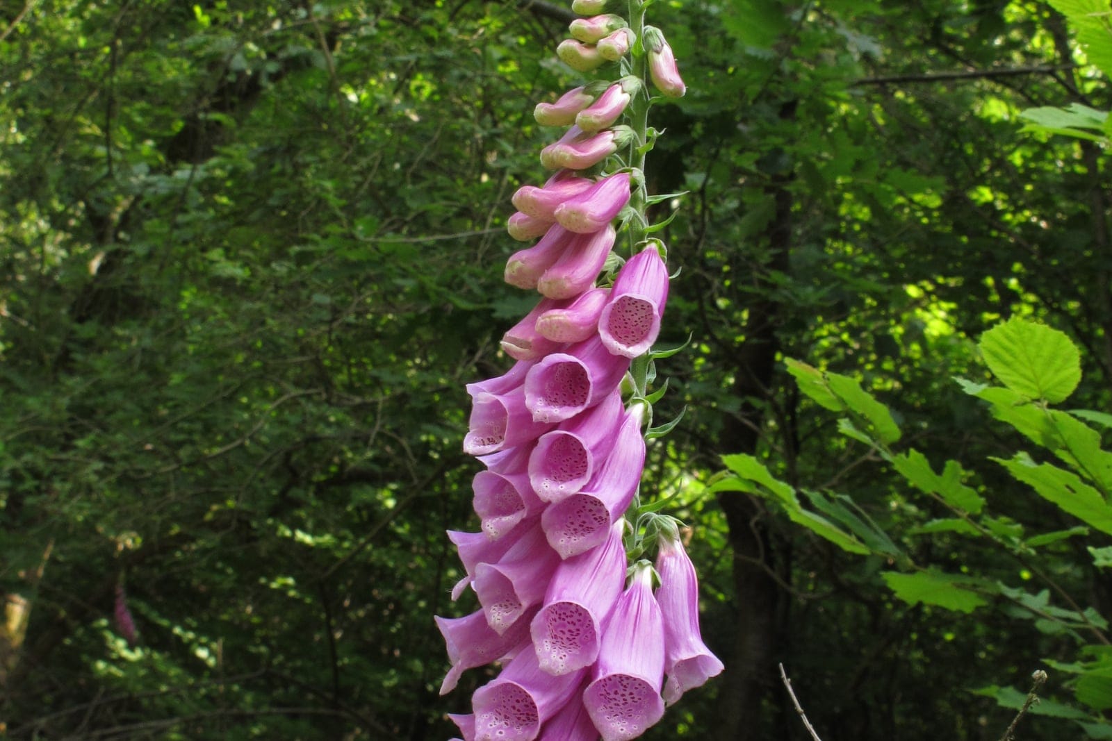 Dedalera común (Digitalis purpurea) que muestra una espiga alta y unilateral de flores colgantes, en forma de embudo, de color rosa púrpura y moteadas por dentro, en el borde de un bosque.
