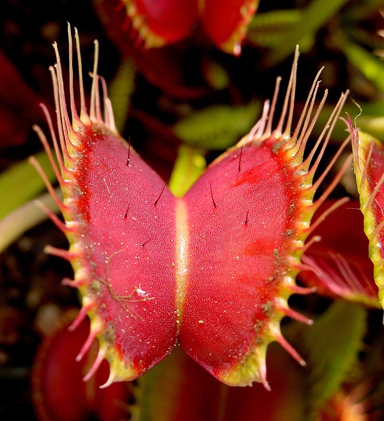 Atrapamoscas de Venus (Dionaea muscipula) - trampa de cierre rápido articulada con la superficie interna roja, dientes marginales entrelazados (cilios), pelos sensitivos desencadenantes en la superficie del lóbulo, exterior de la trampa verde amarillento.