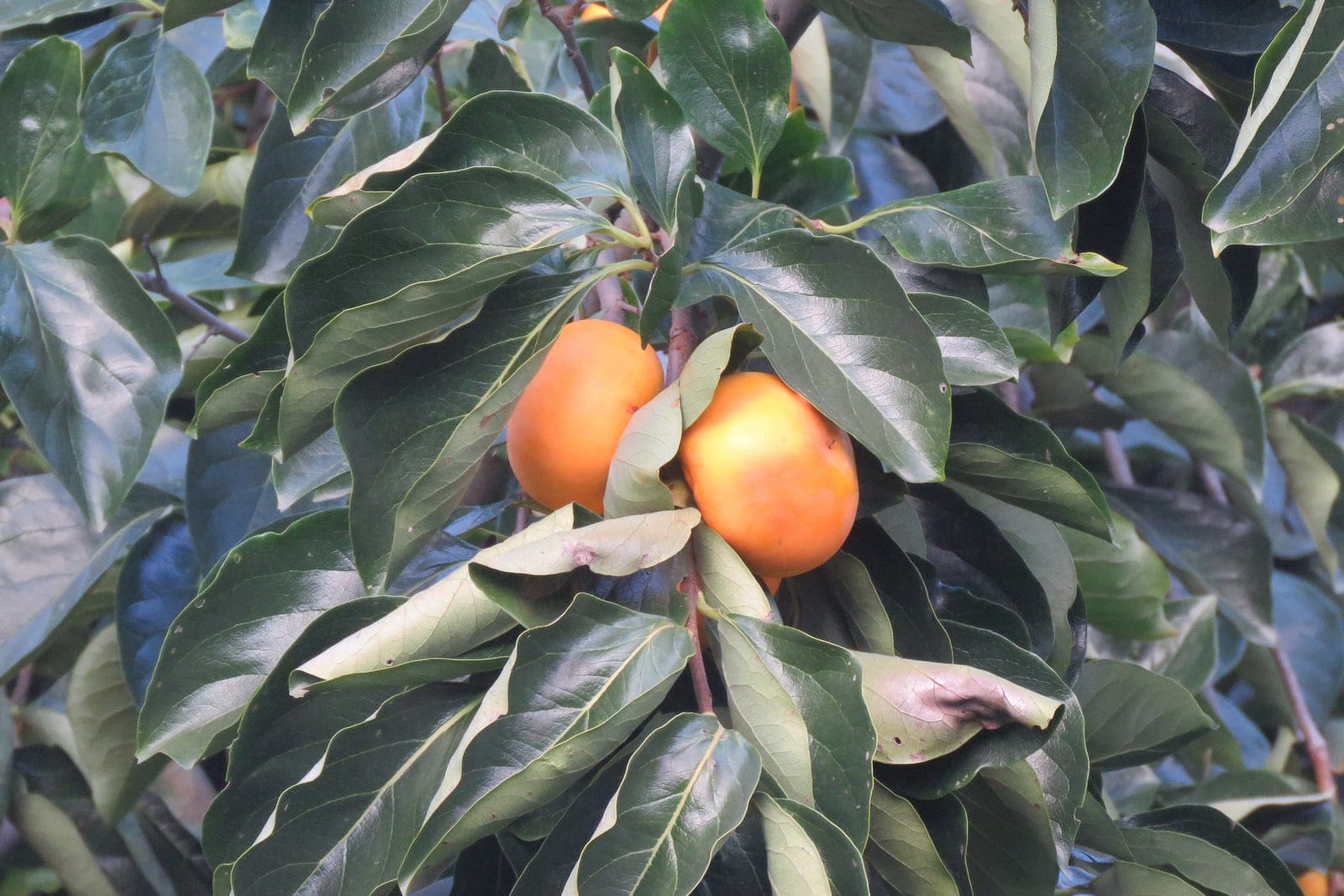 Asian persimmon (Diospyros kaki) showing two ripe orange fruits nestled among glossy green oval leaves on the tree.