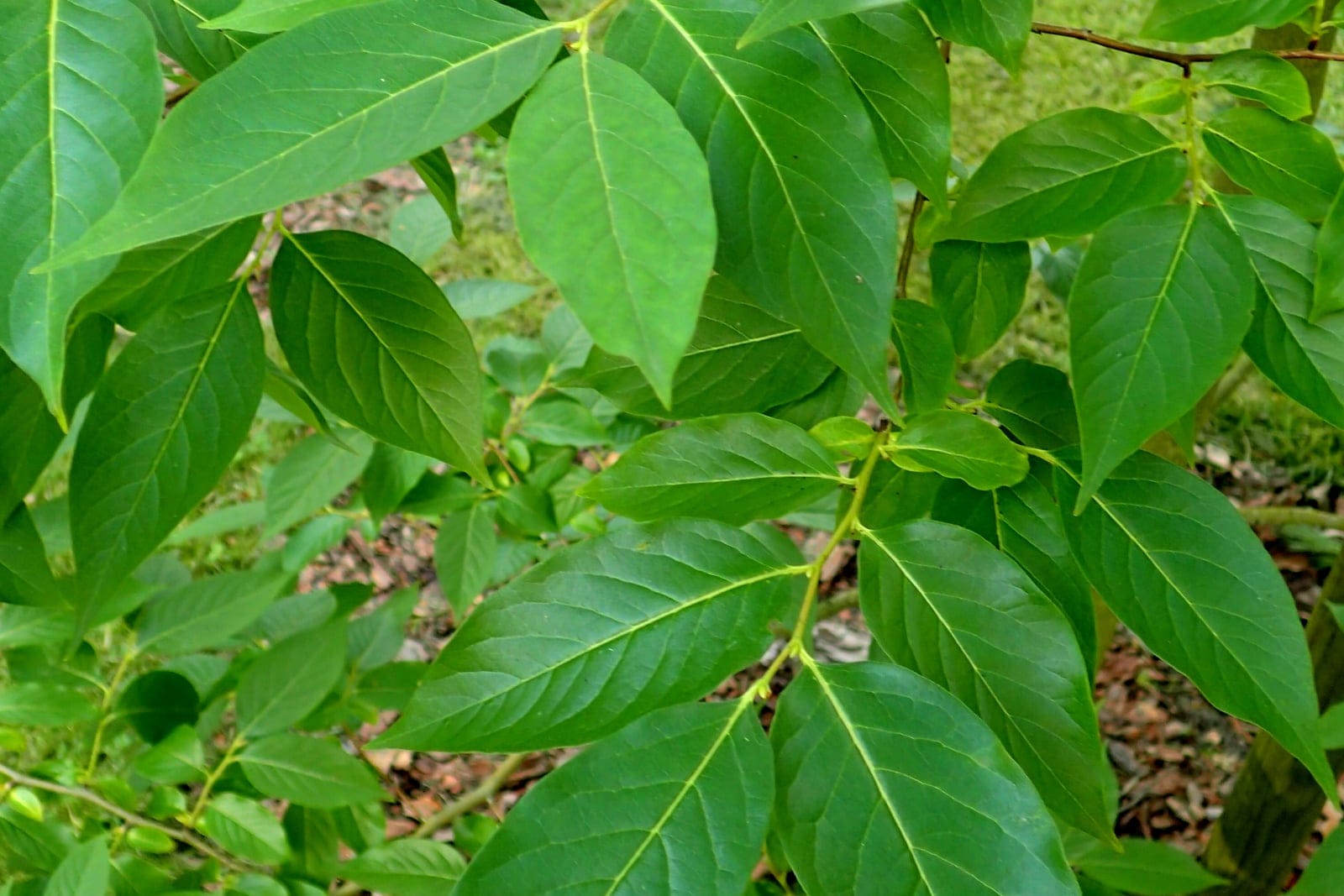 Diospyros lotus branch with glossy elliptic leaves and small immature green fruit
