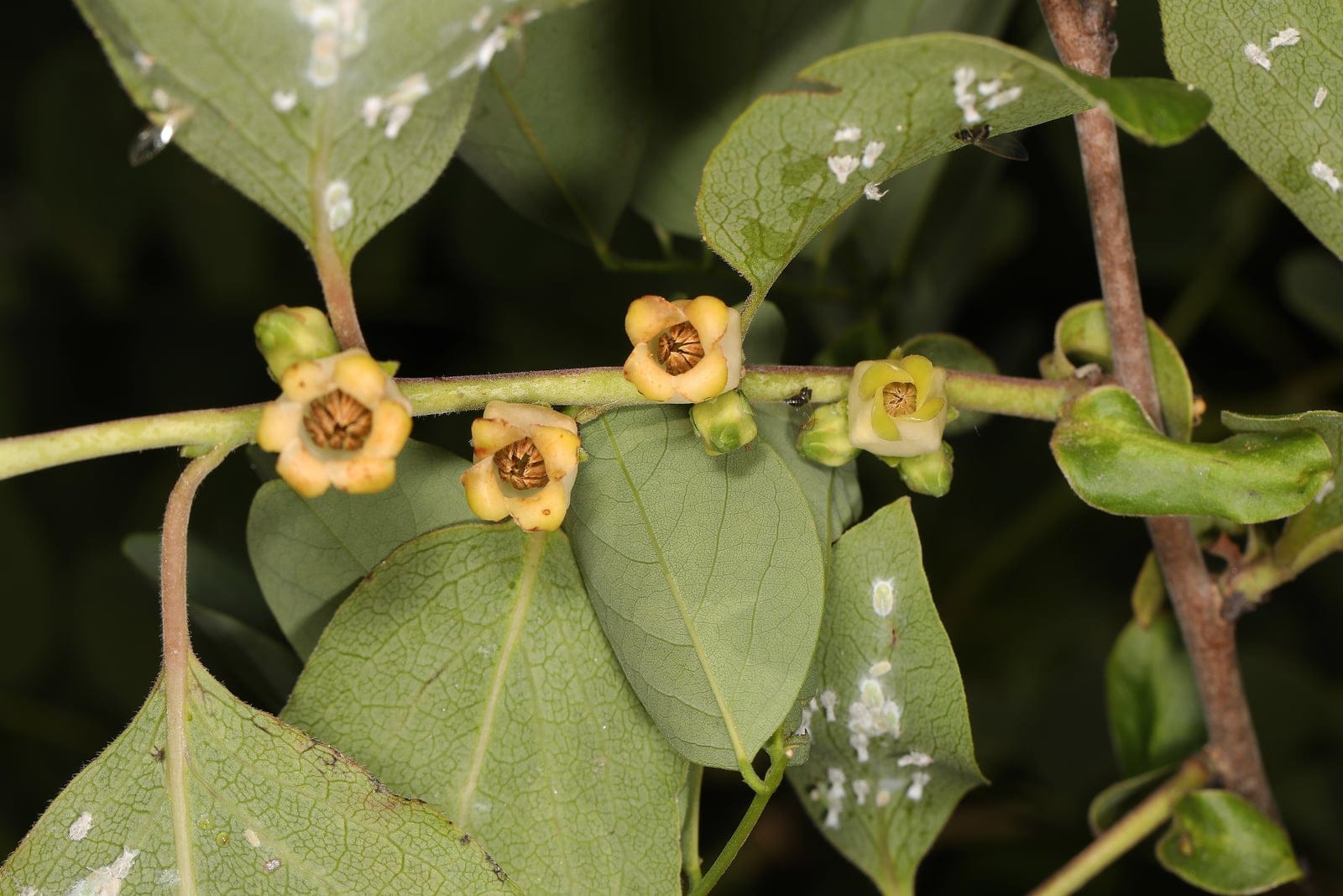 American persimmon (Diospyros virginiana) showing the small urn-shaped pale yellow-green flowers with recurved lobes arrayed along a stem among glossy ovate dark-green leaves.