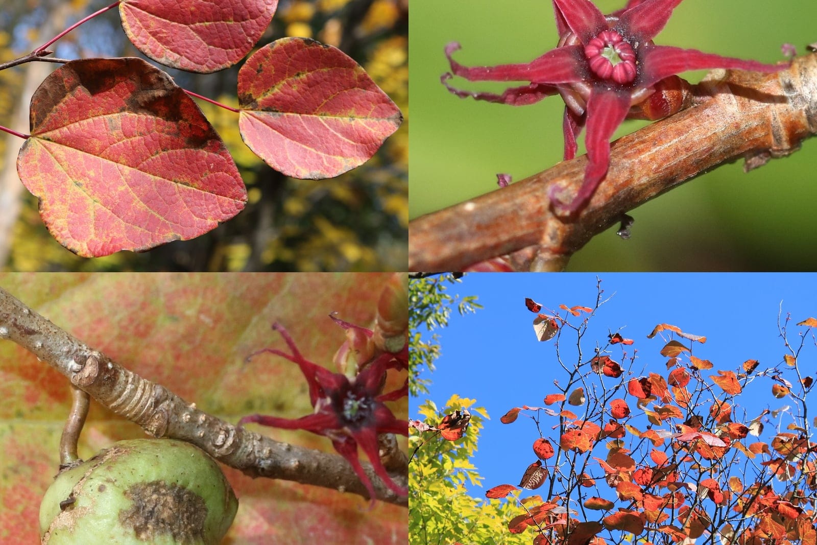 Montaje de Disanthus cercidifolius que muestra hojas acorazonadas, flores de color púrpura oscuro dispuestas por pares, cápsulas seminales bilobuladas y el porte arbustivo general, fotografiado en la prefectura de Gifu, Japón
