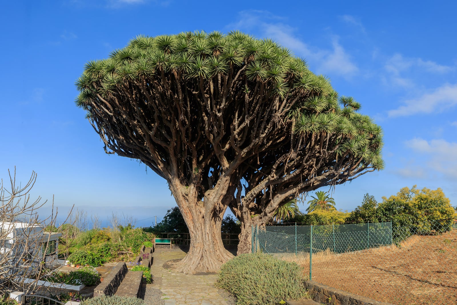 Two old dragon trees (Dracaena draco) growing side by side so that their crowns merge into one broad umbrella-shaped dome: massive grey-brown fluted trunks fork into many thick branches, each ending in a dense tuft of stiff, sword-shaped grey-green leaves, under a blue sky, with a paved path, stone-edged beds and a fence in the foreground.