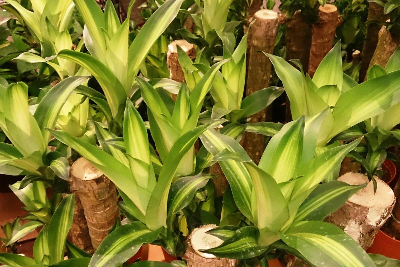 Uma exposição de viveiro de canas de pau-d'água (Dracaena fragrans): caules lenhosos grossos, cortados, marrom-claros e de alturas diferentes, com o topo cortado claro e anéis de antigas cicatrizes de folhas, de onde brotam rosetas de folhas largas, de eretas a arqueadas, em forma de fita, com uma faixa central verde-limão-clara a amarela e bordas de um verde mais escuro, em vasos marrom-alaranjados.