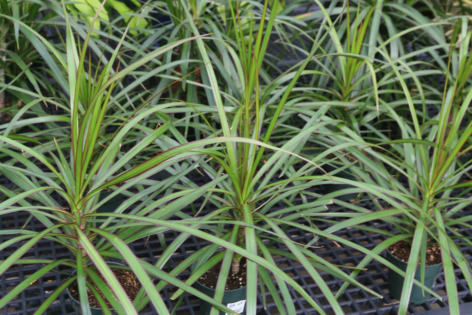 Jeunes dragonniers de Madagascar (Dracaena reflexa var. angustifolia, vendus sous le nom de Dracaena marginata) dans des pots de pépinière noirs sur une table : des gerbes de longues feuilles étroites et arquées, vertes aux fins bords rougeâtres, jaillissent de tiges courtes, avec beaucoup d'autres plantes semblables serrées à l'arrière.