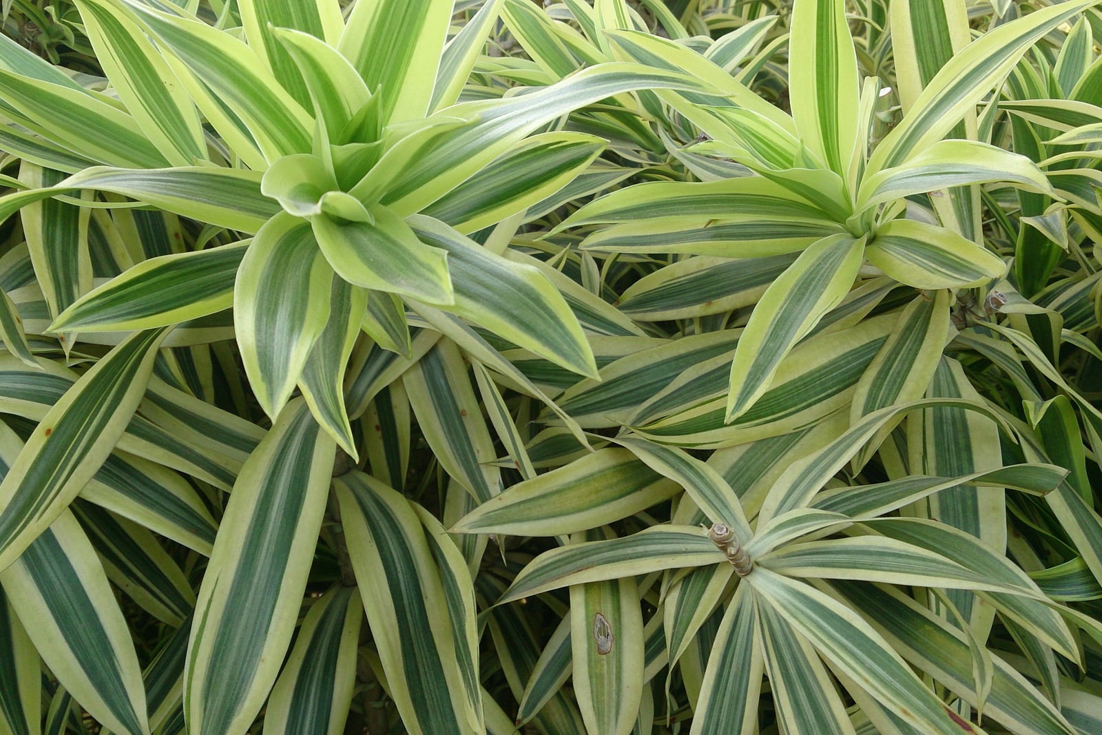 Pleomele (Dracaena reflexa 'Song of India') vista de cima: três rosetas de folhas estreitas e pontudas dispostas em espiral, cada folha verde-escura no centro com largas margens de um creme amarelo-esverdeado, apinhadas entre muitas outras folhas listradas.