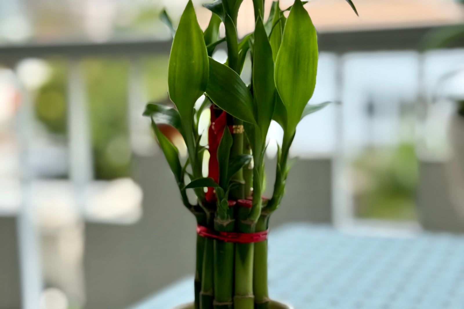 Bambu-da-sorte (Dracaena sanderiana) como é vendido: um feixe de canas verdes segmentadas amarradas com uma fita vermelha, as canas cortadas mais baixas com a ponta tampada de vermelho, das quais brotam folhas em fita, brilhantes e pontudas, num vaso diante de uma janela desfocada.