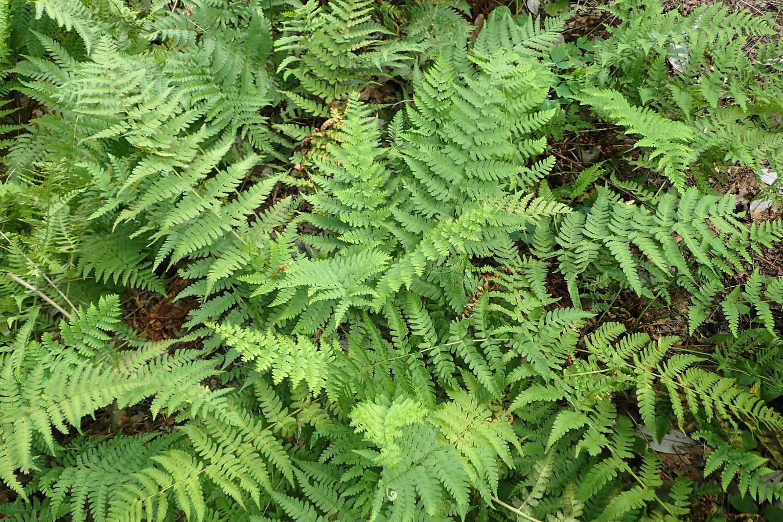 Marginal wood fern (Dryopteris marginalis) showing leathery dark blue-green fronds in vase-shaped clump.