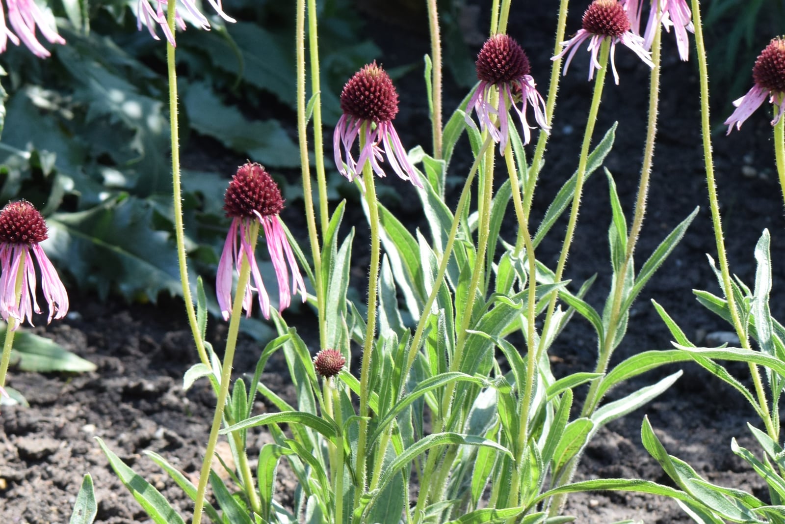 Narrow-leaved coneflower (Echinacea angustifolia) in bloom: several heads of narrow, drooping pale pink ray petals hanging below raised dark maroon spiny cones, on bristly upright stems with narrow hairy leaves.
