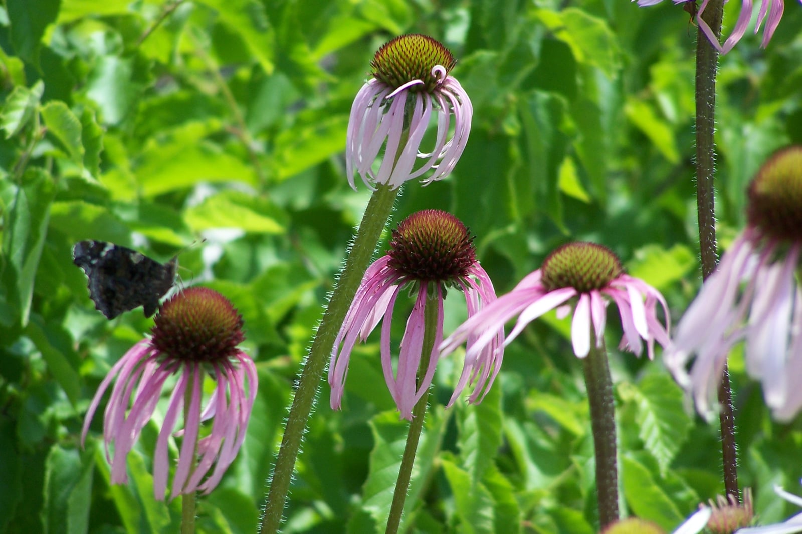 Pale purple coneflower (Echinacea pallida) in bloom: several heads of long, narrow, pale pink-purple ray petals hanging below domed green-and-maroon cones on tall bristly stems, with a dark butterfly resting on one flower.